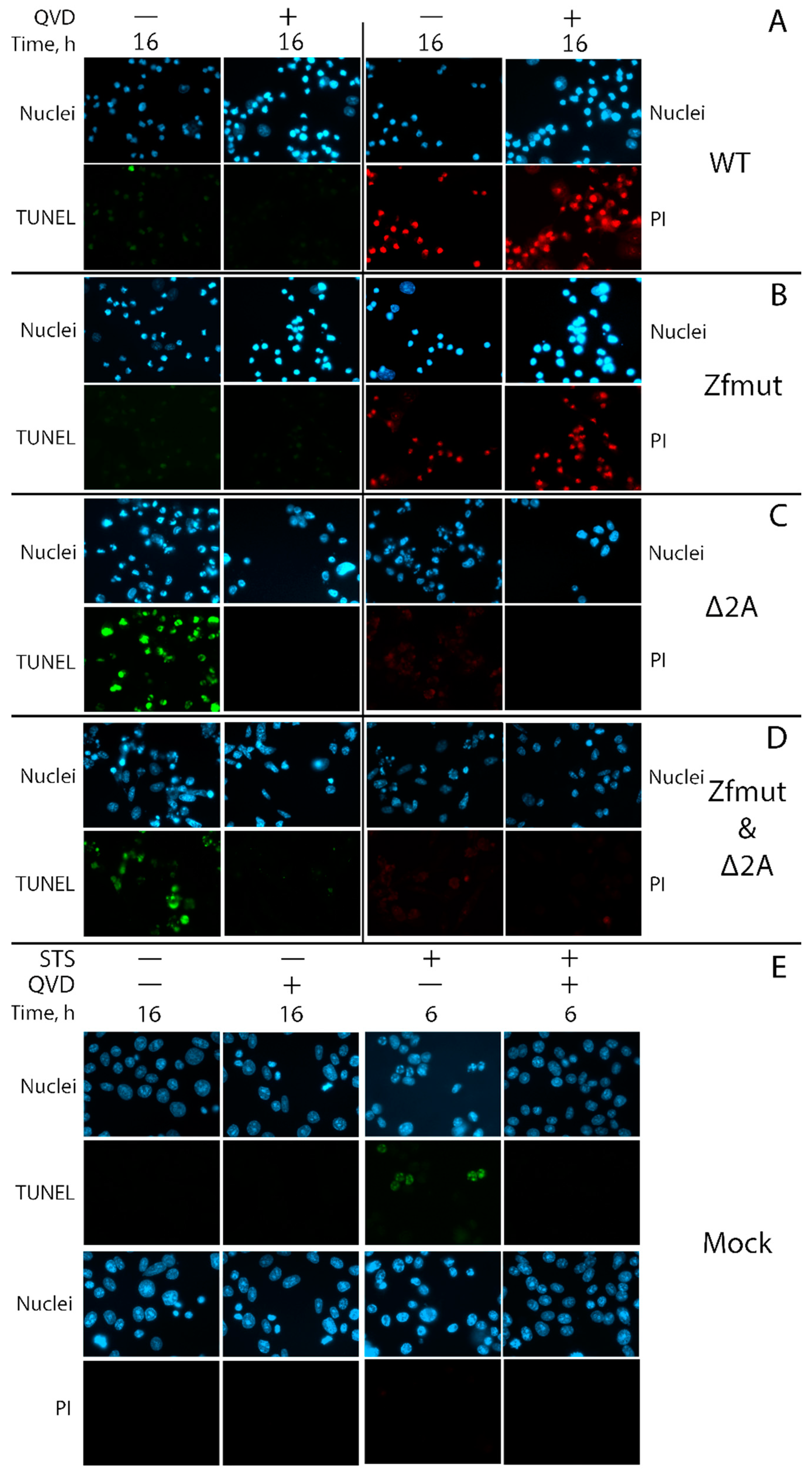 Viruses 16 00280 g010 Viruses 16 00280 g010