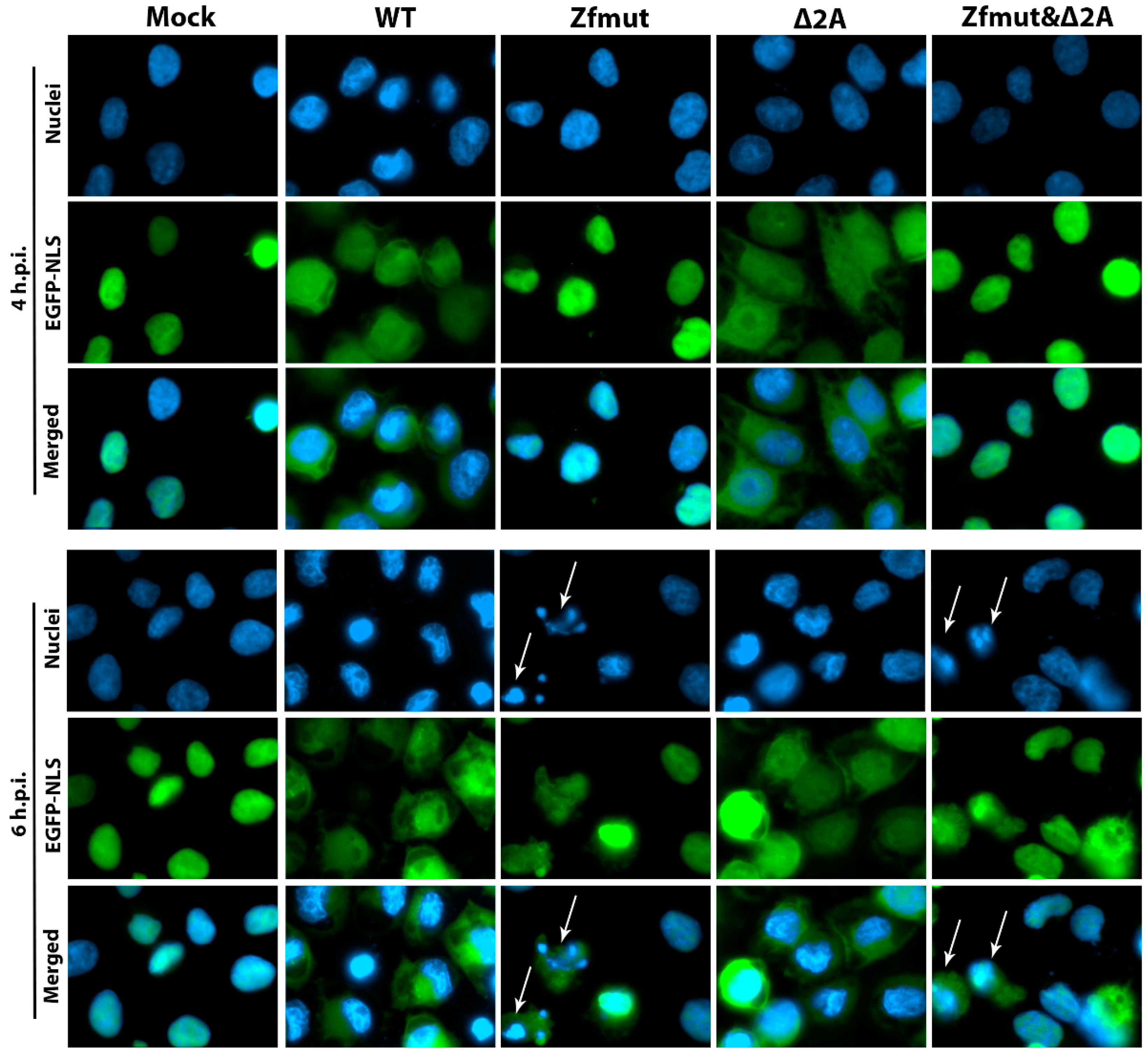 Viruses 16 00280 g012 Viruses 16 00280 g012