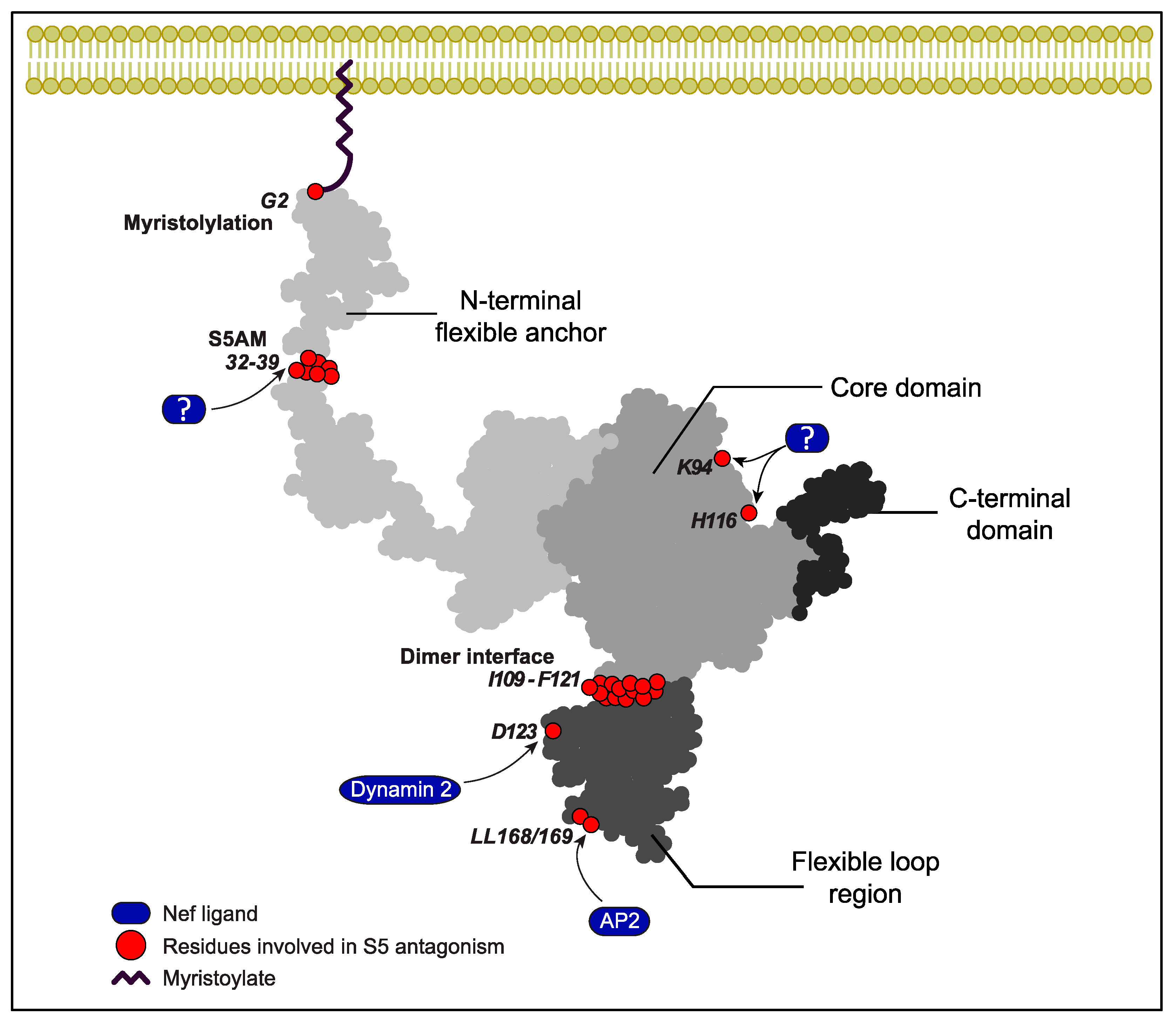 Viruses 16 00284 g003
