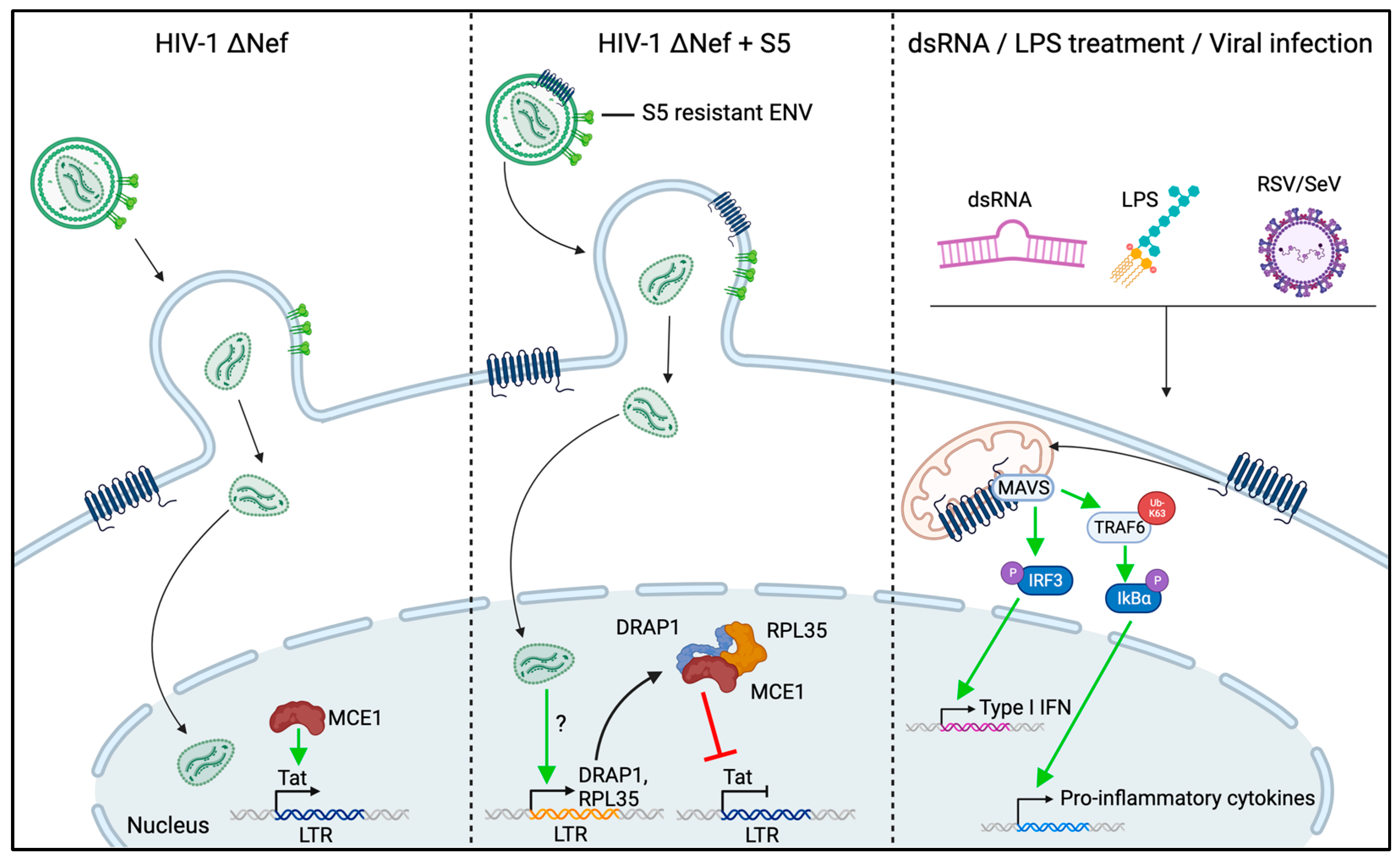 Viruses 16 00284 g004