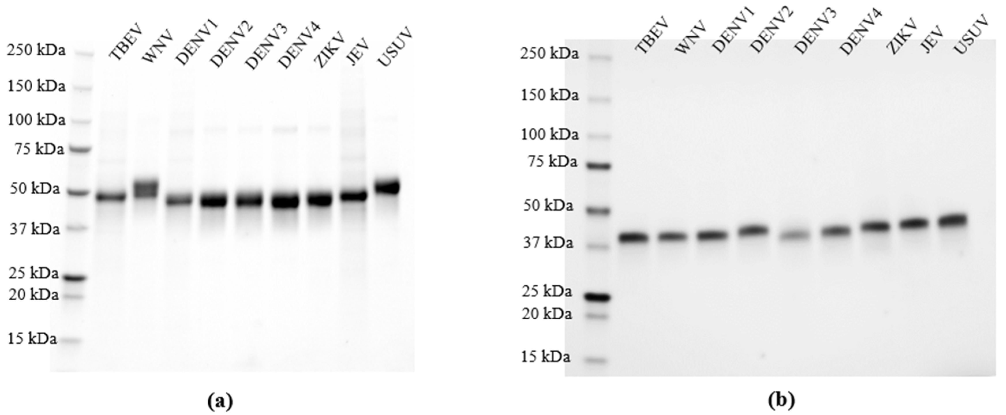 Viruses 16 00286 g002