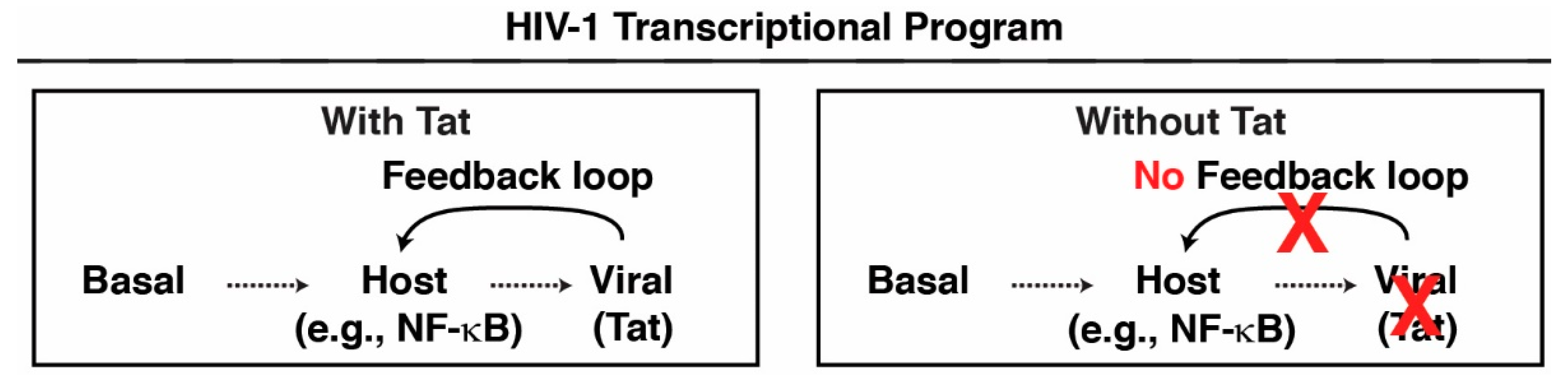 Viruses 16 00287 g001