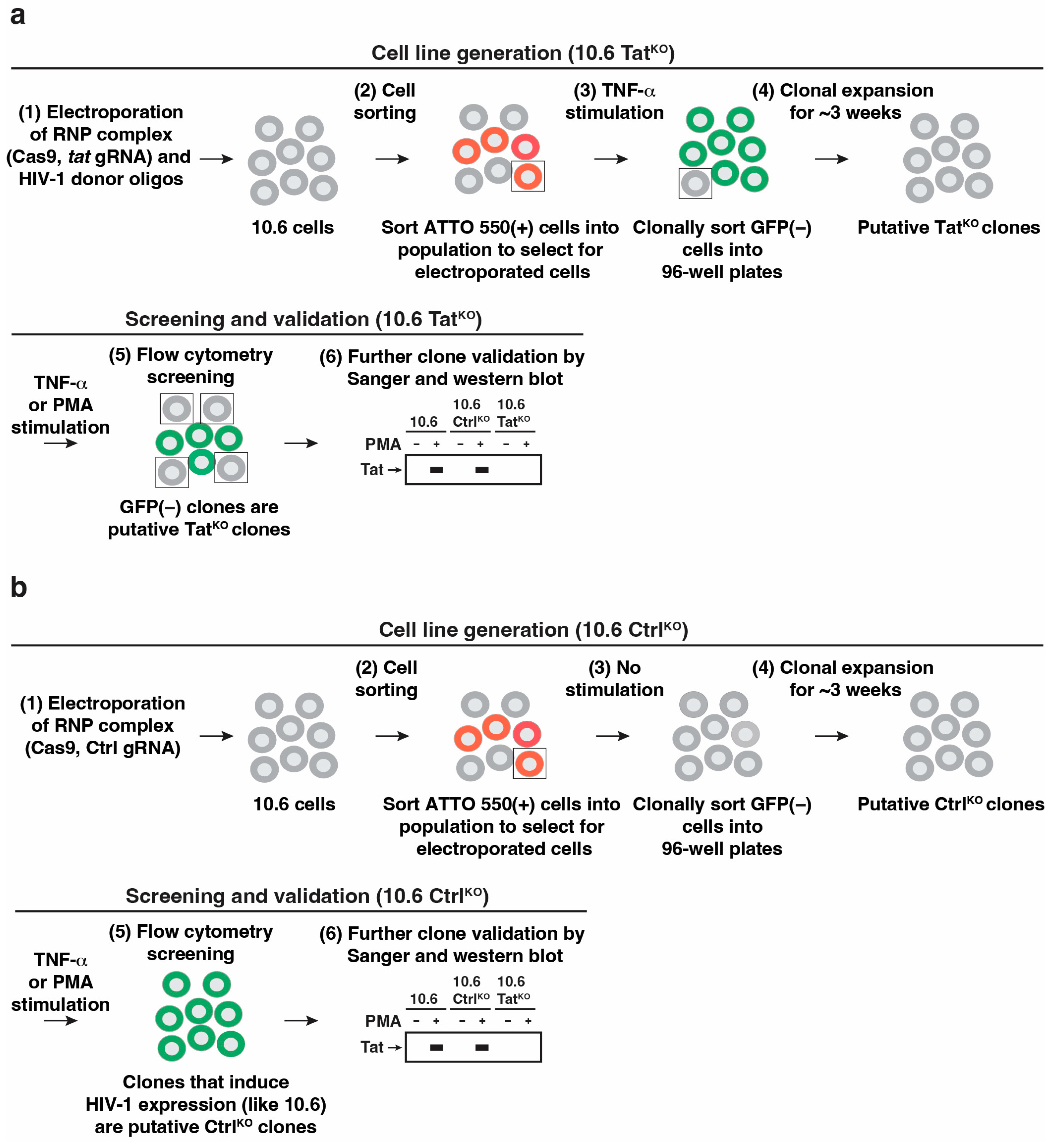 Viruses 16 00287 g002