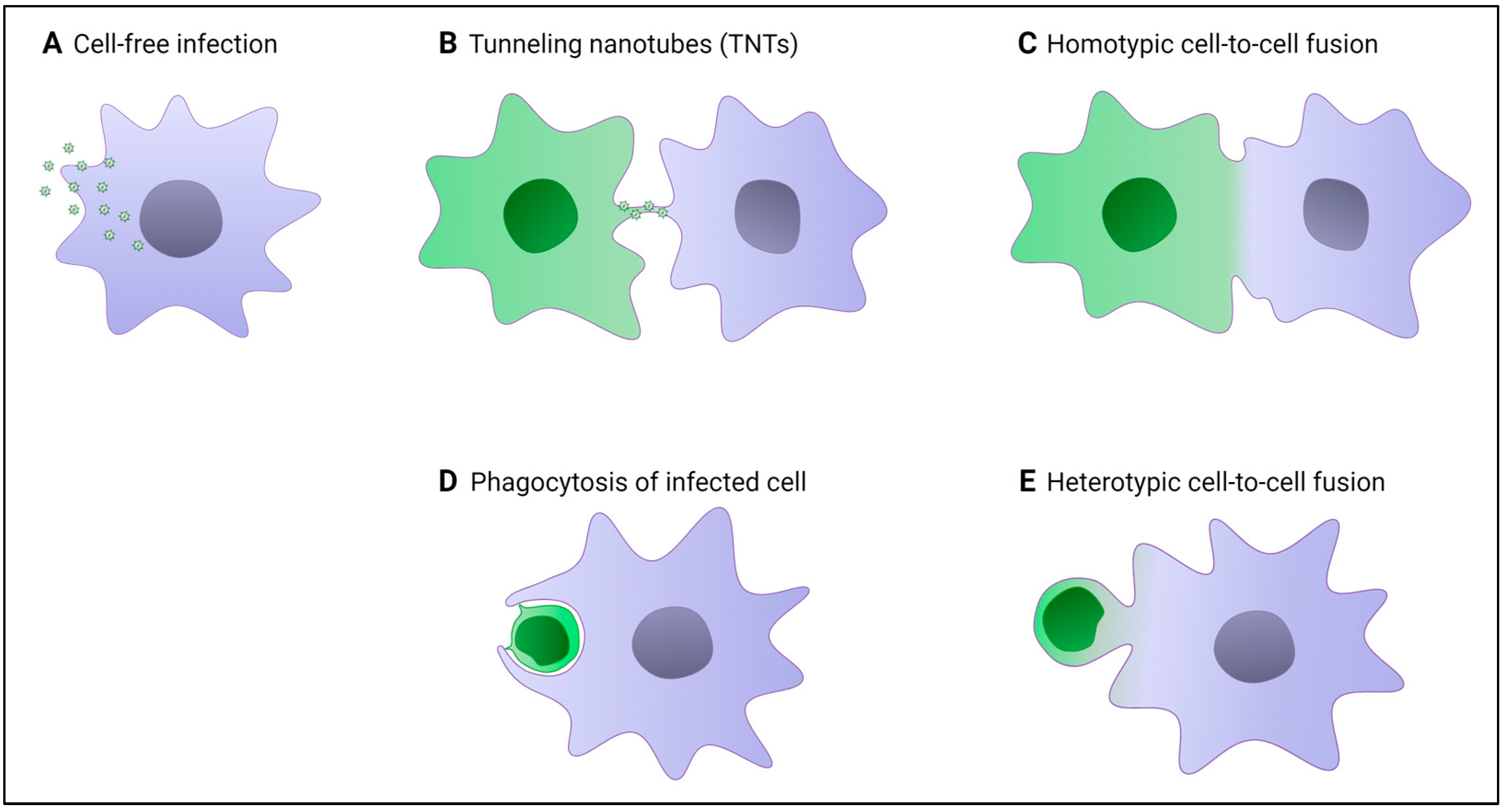 Viruses 16 00288 g003