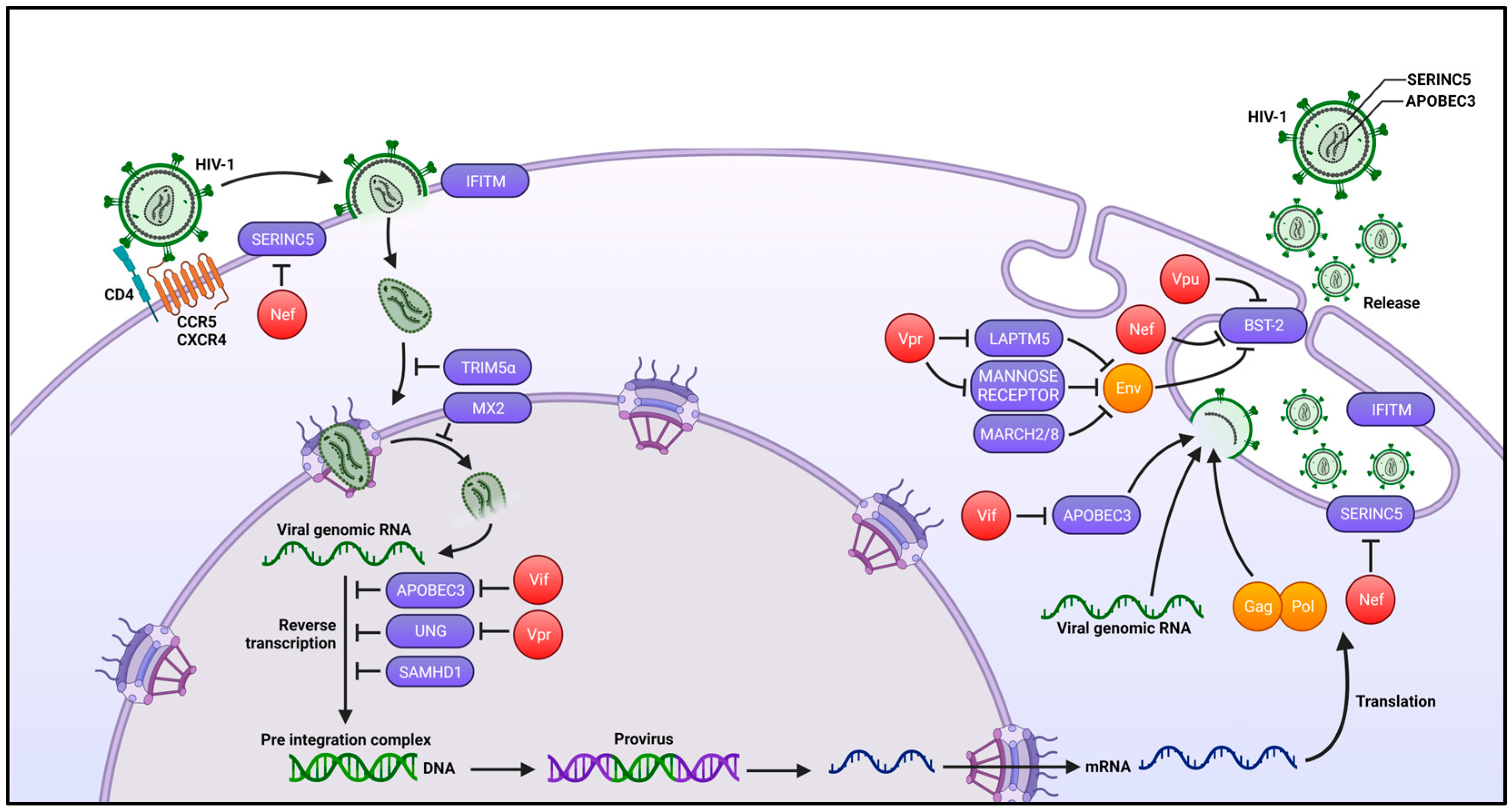 Viruses 16 00288 g004