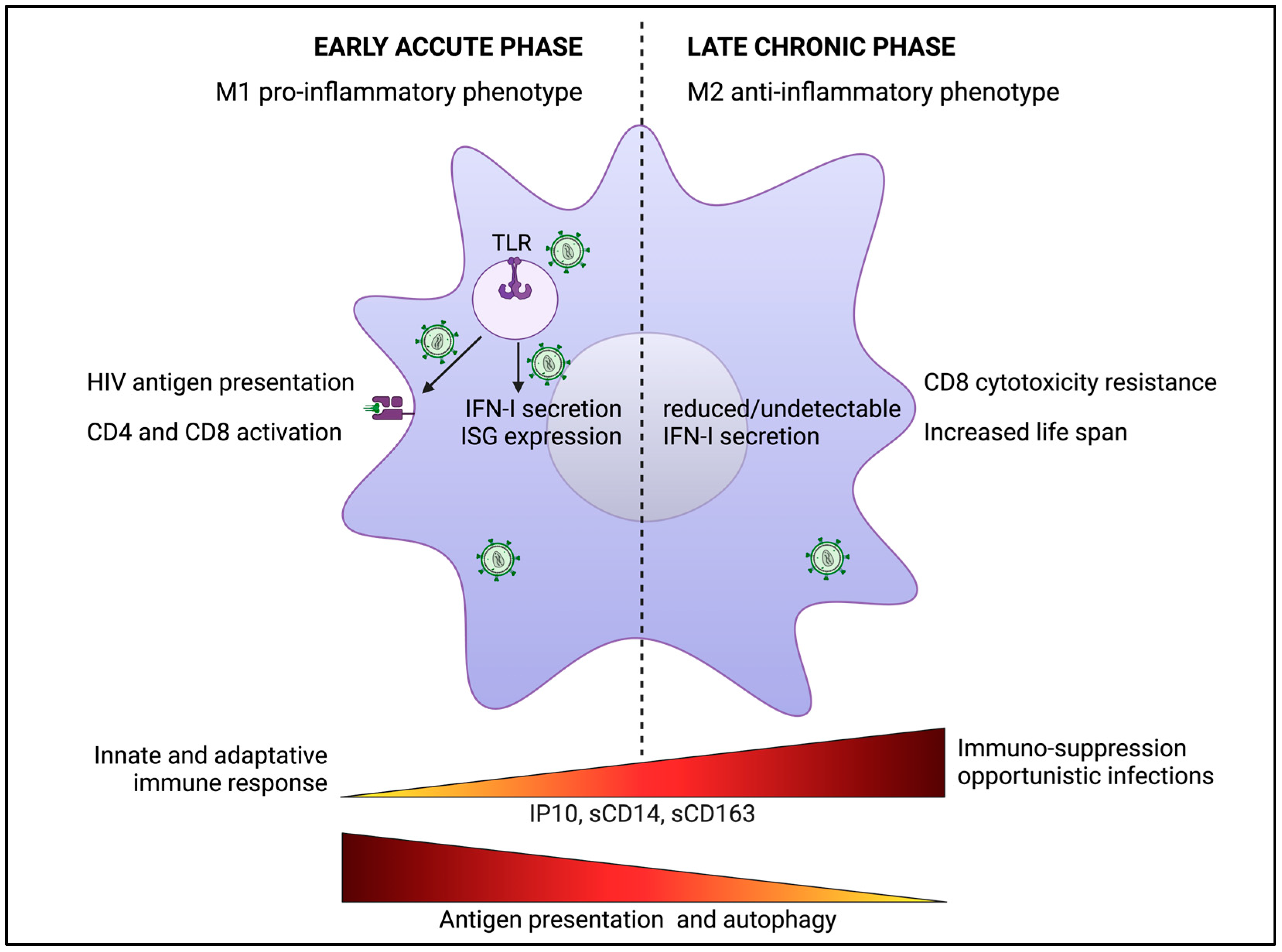 Viruses 16 00288 g005