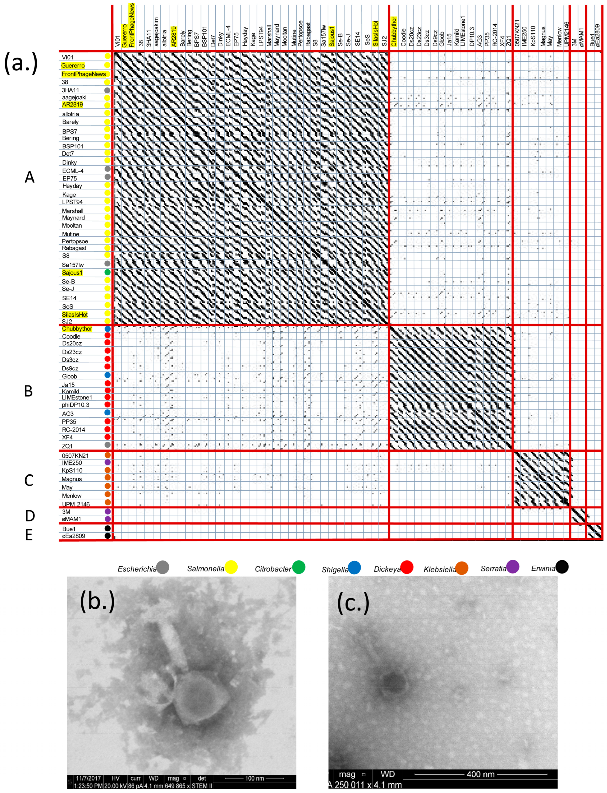 Viruses 16 00289 g001