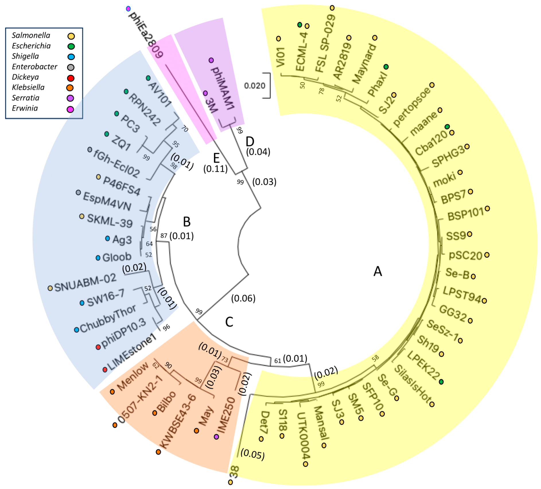 Viruses 16 00289 g002