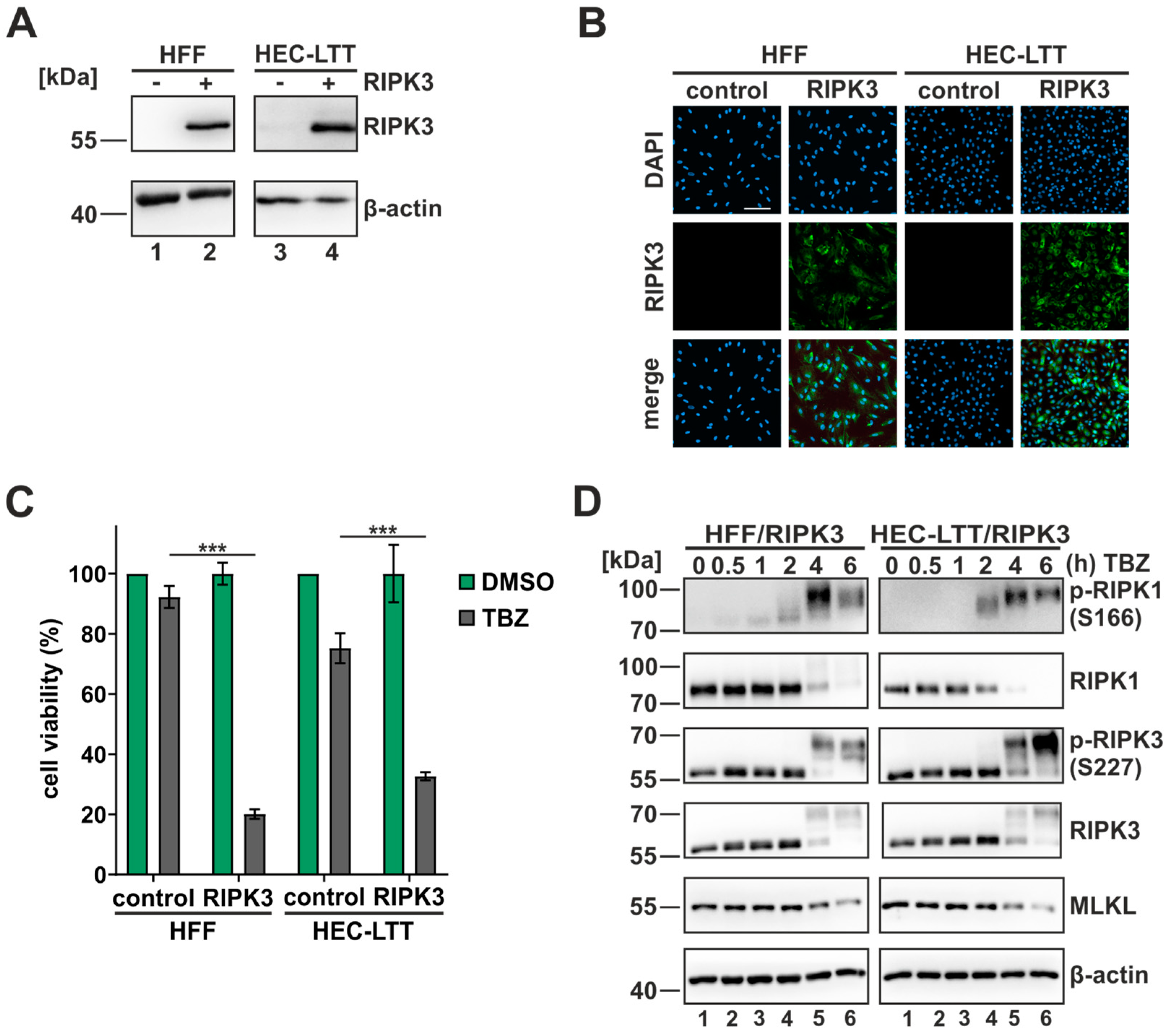 Viruses 16 00290 g001
