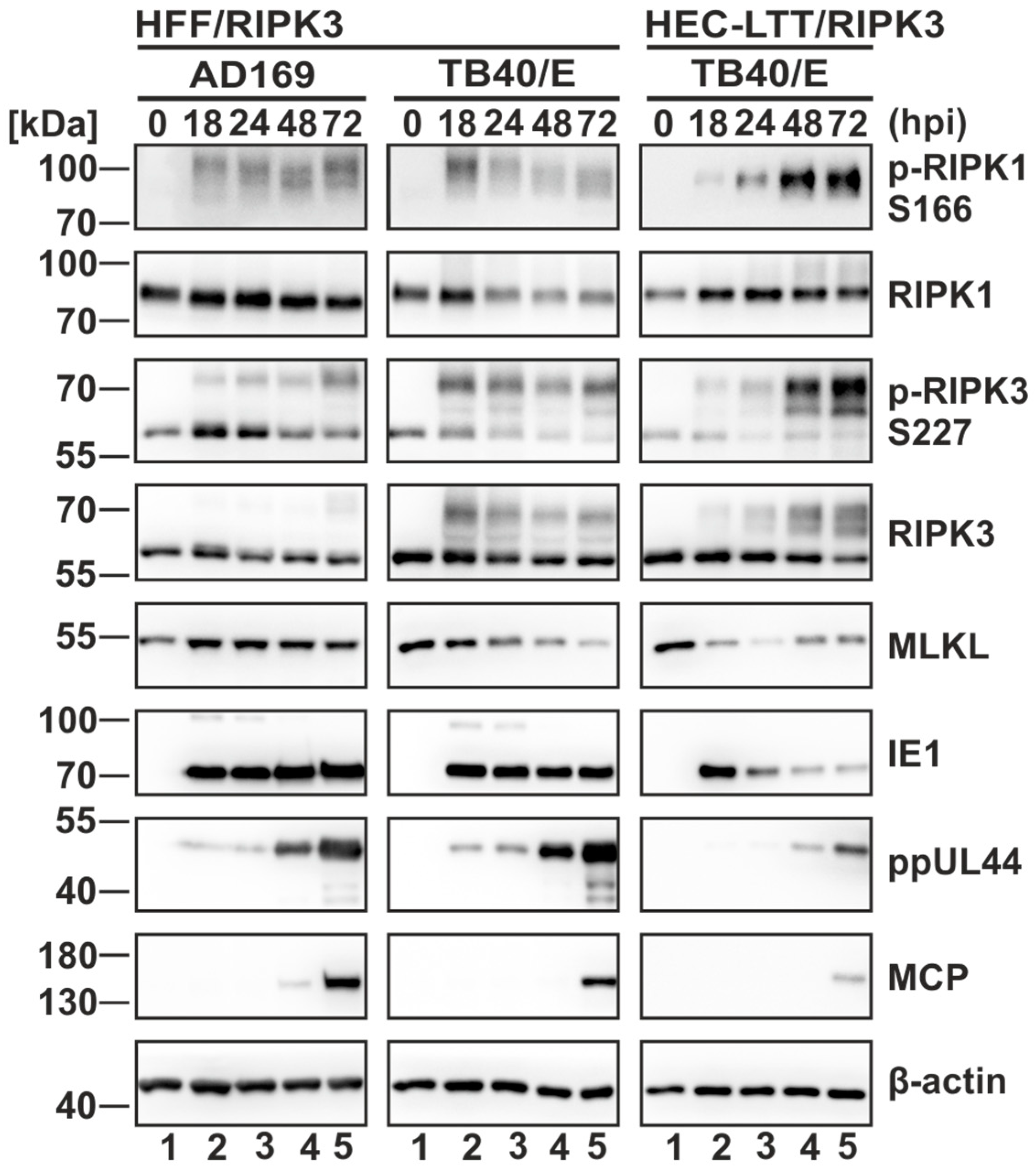 Viruses 16 00290 g002