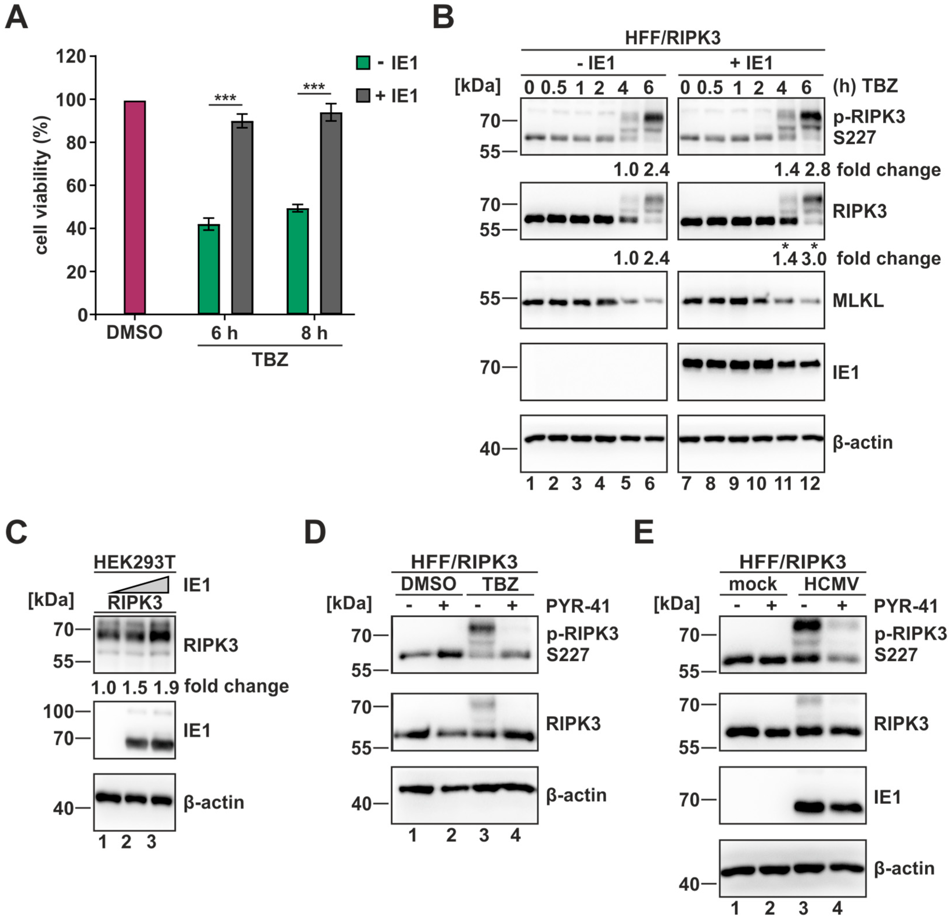 Viruses 16 00290 g004