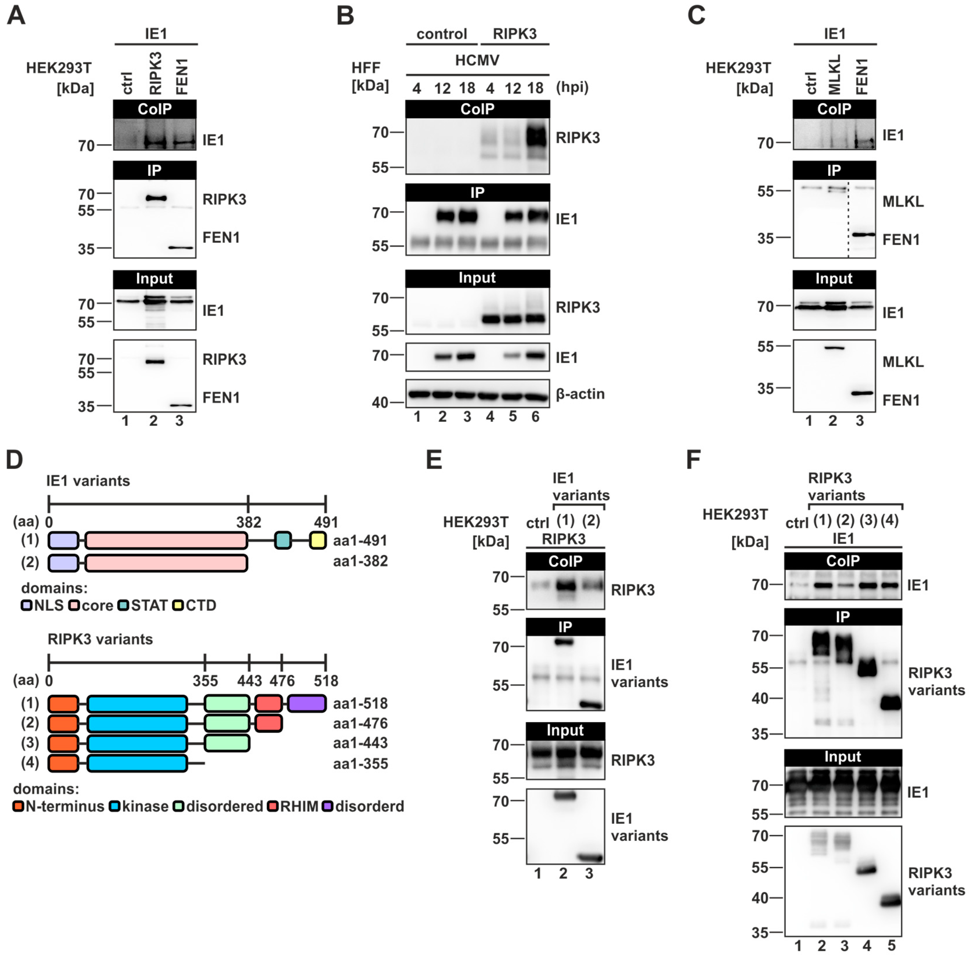 Viruses 16 00290 g005