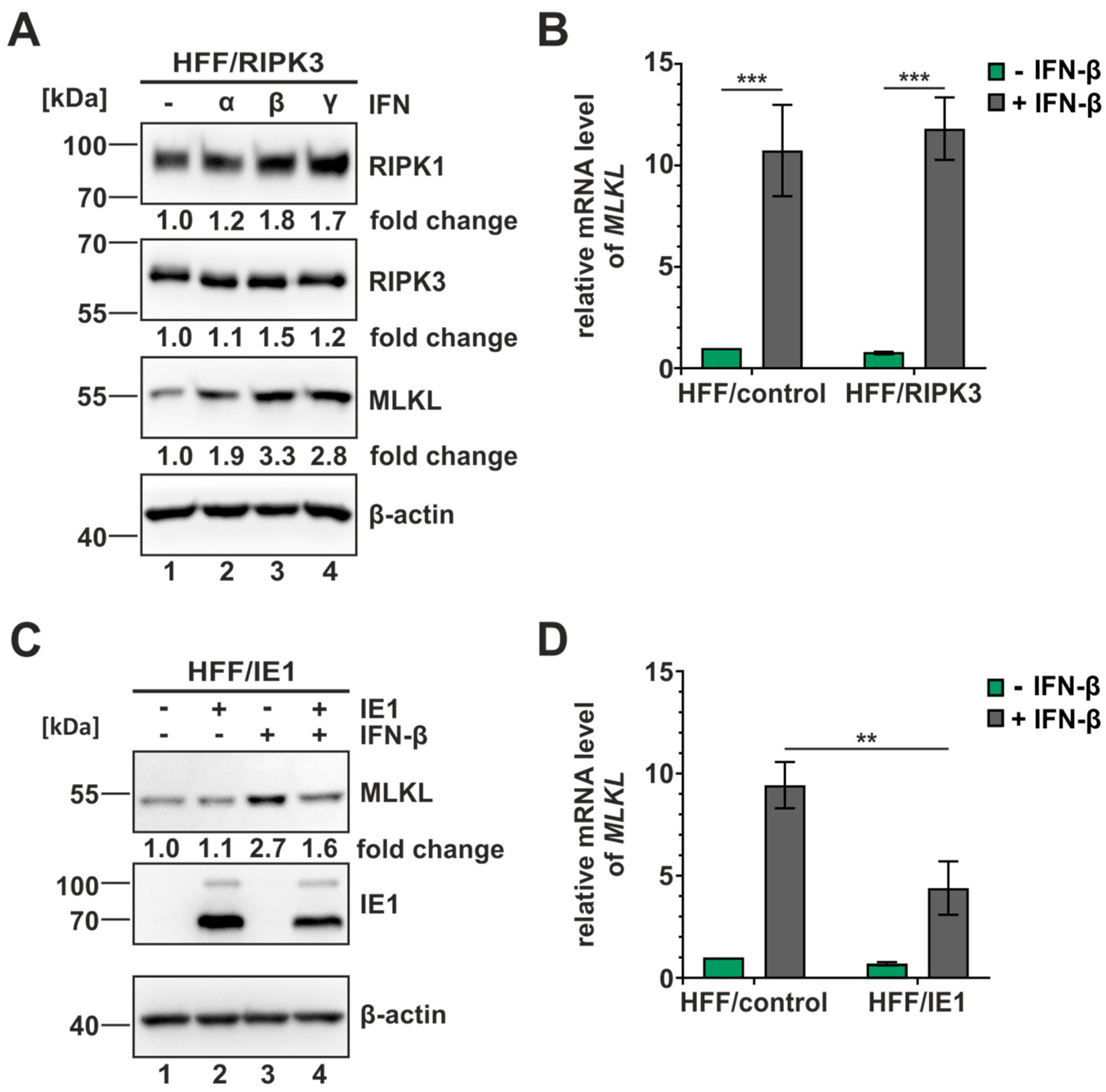 Viruses 16 00290 g006