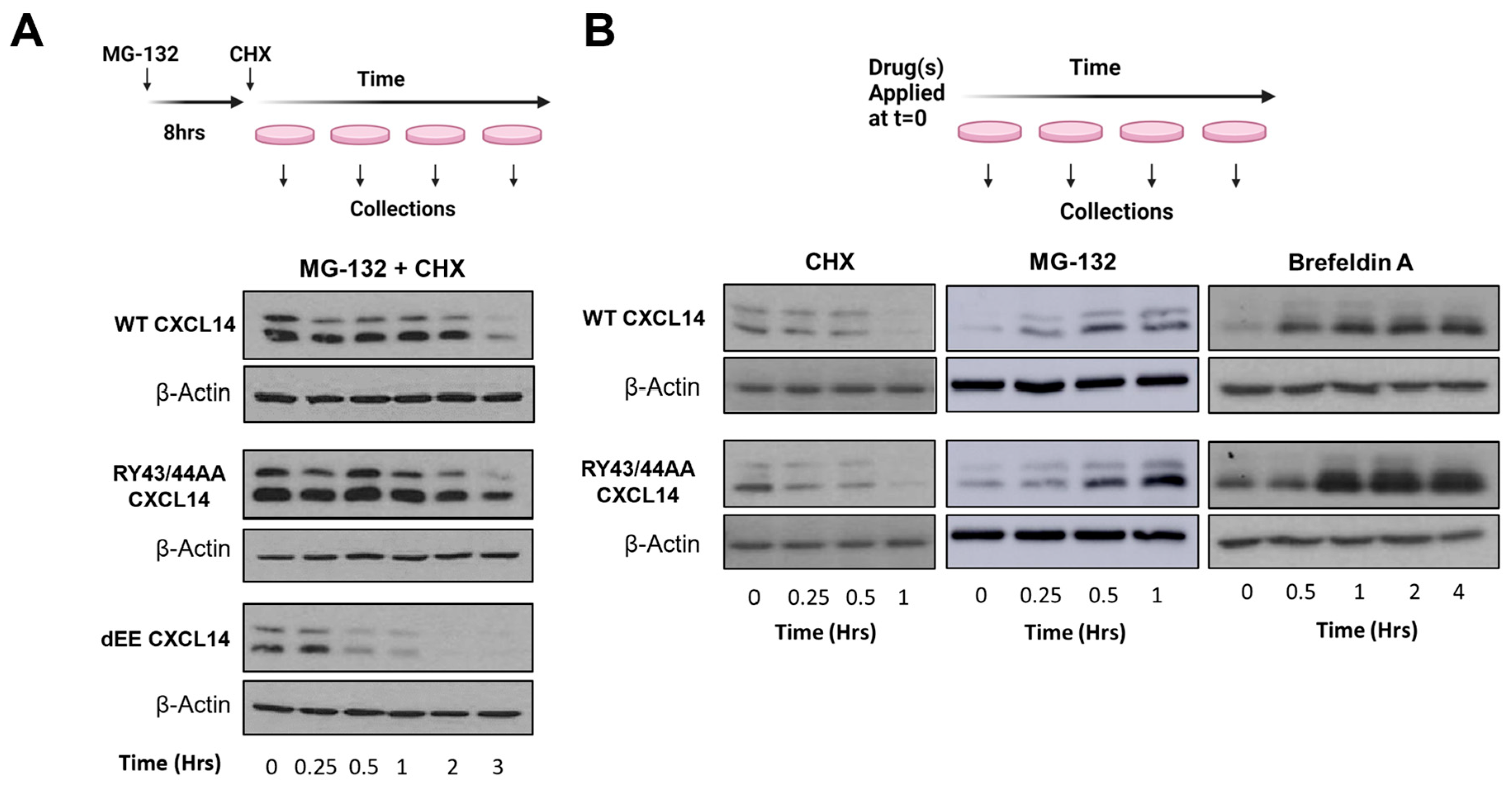 Viruses 16 00302 g003