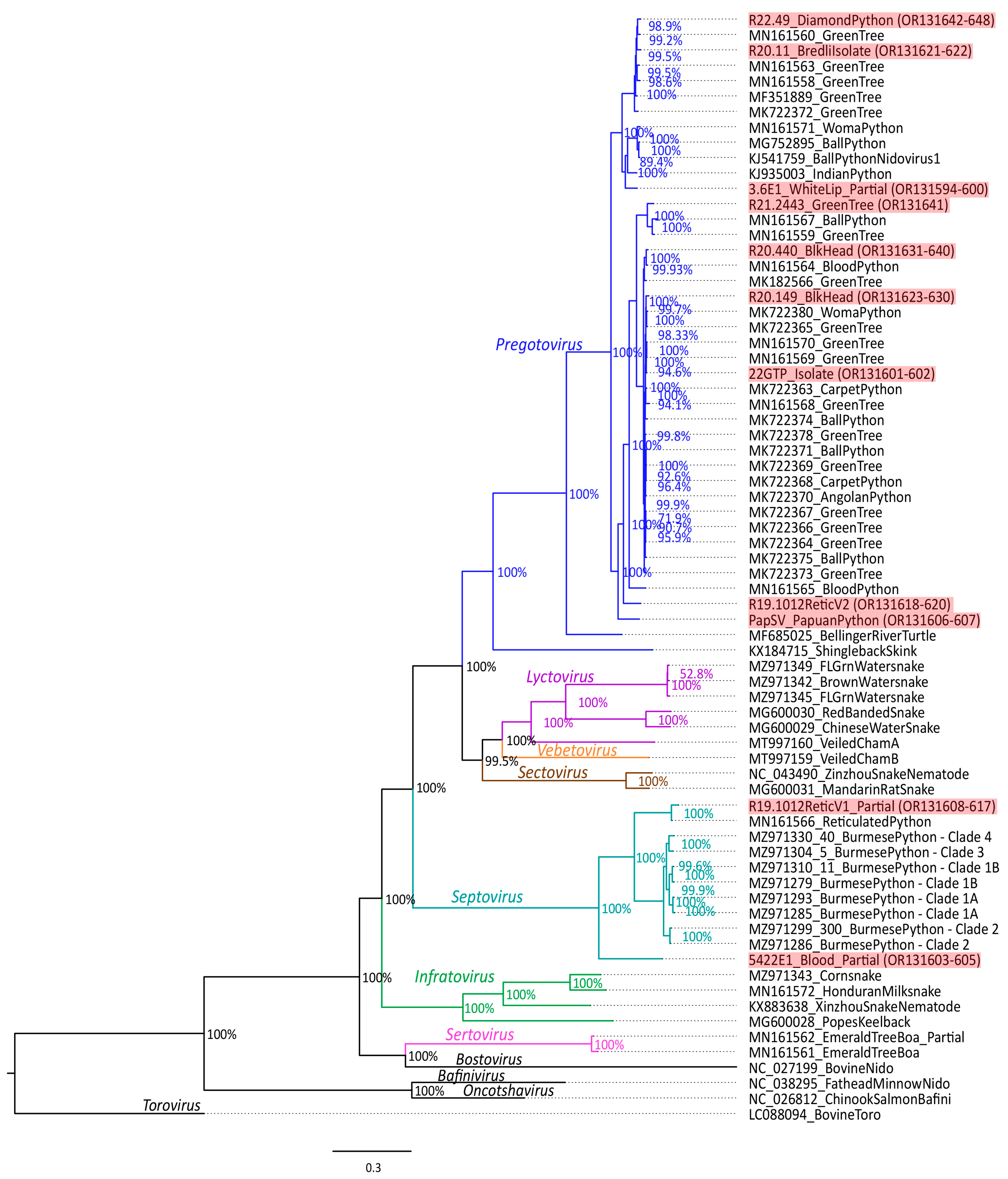 Viruses 16 00310 g001