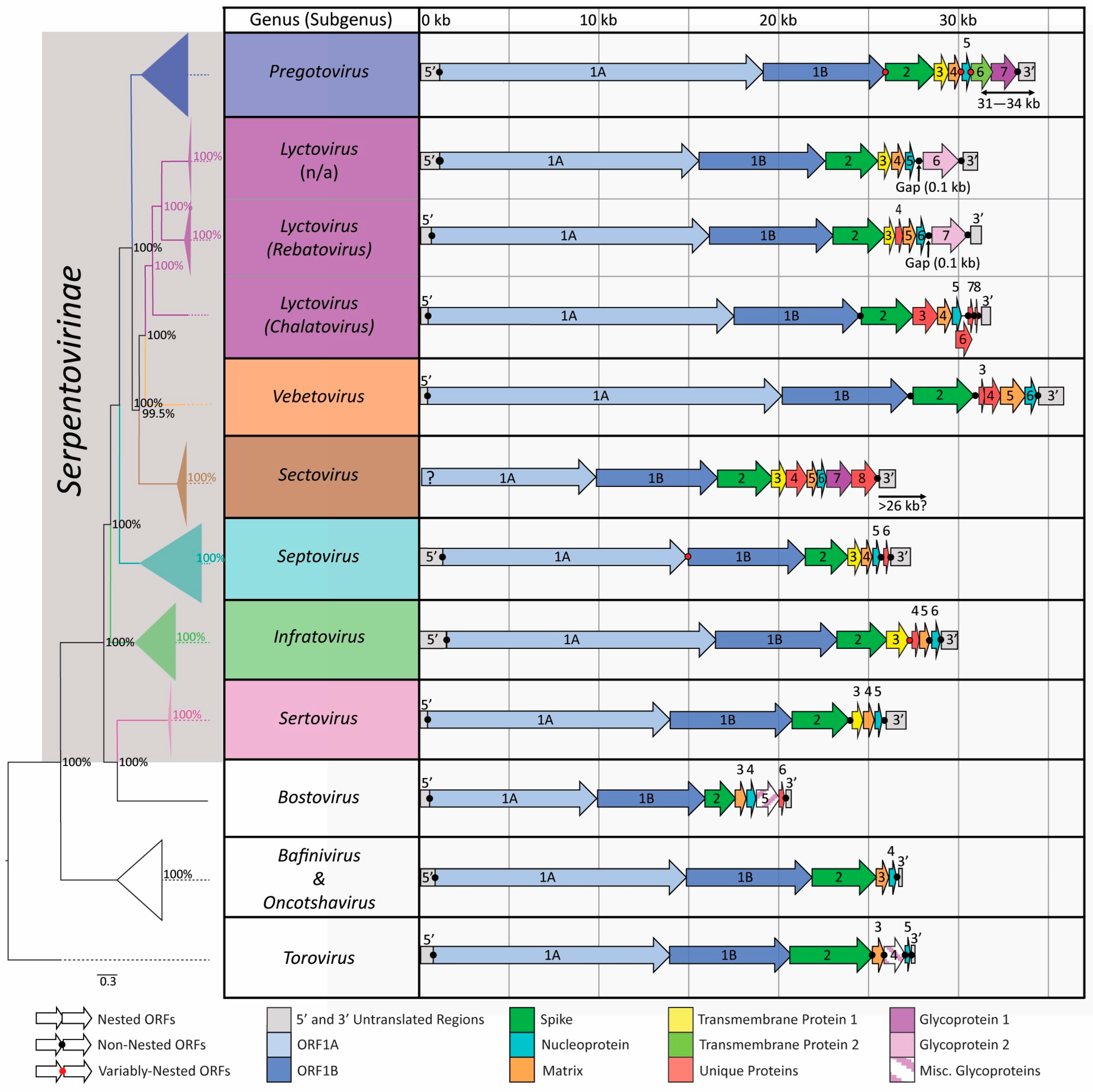 Viruses 16 00310 g002