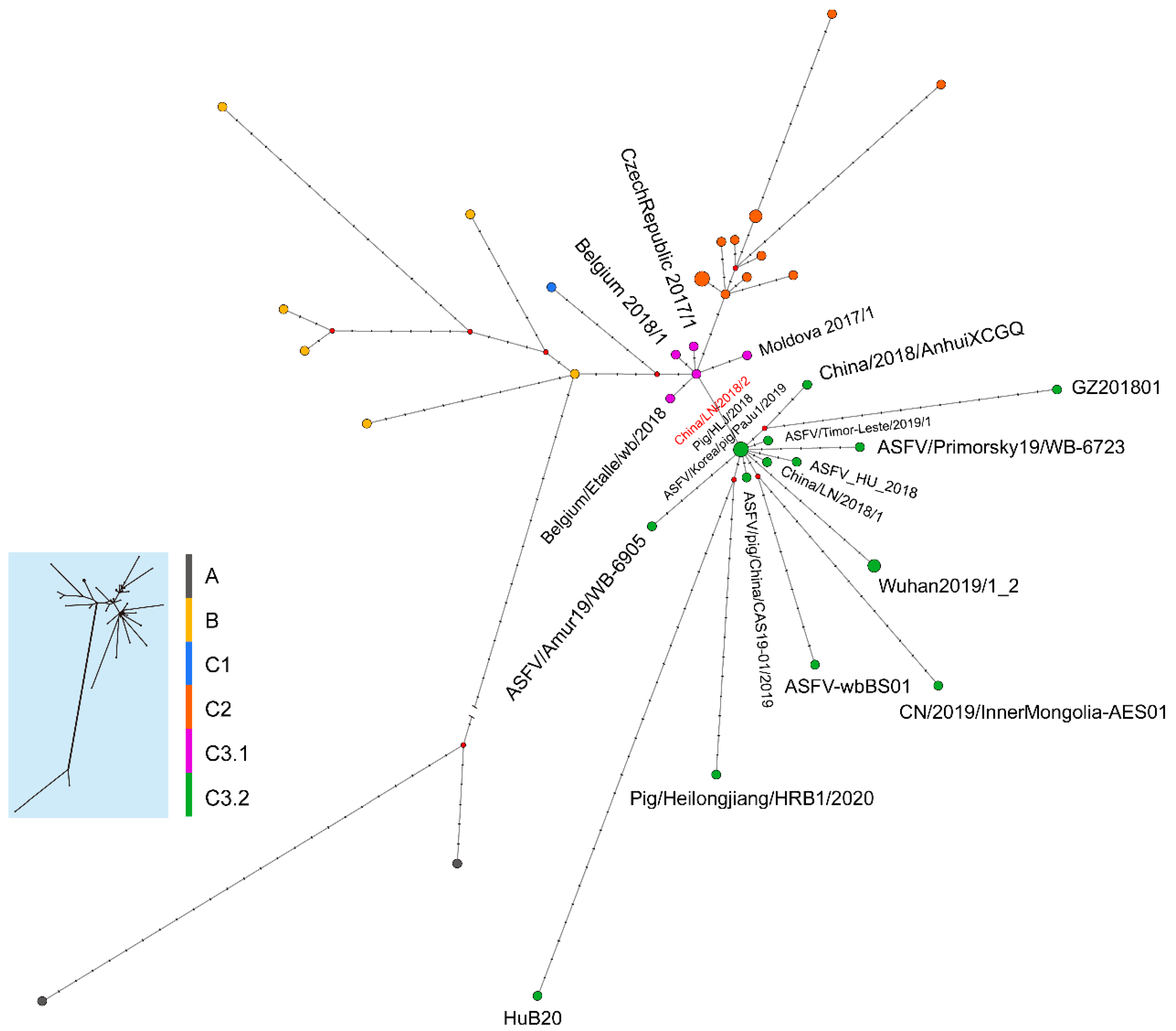Viruses 16 00312 g005