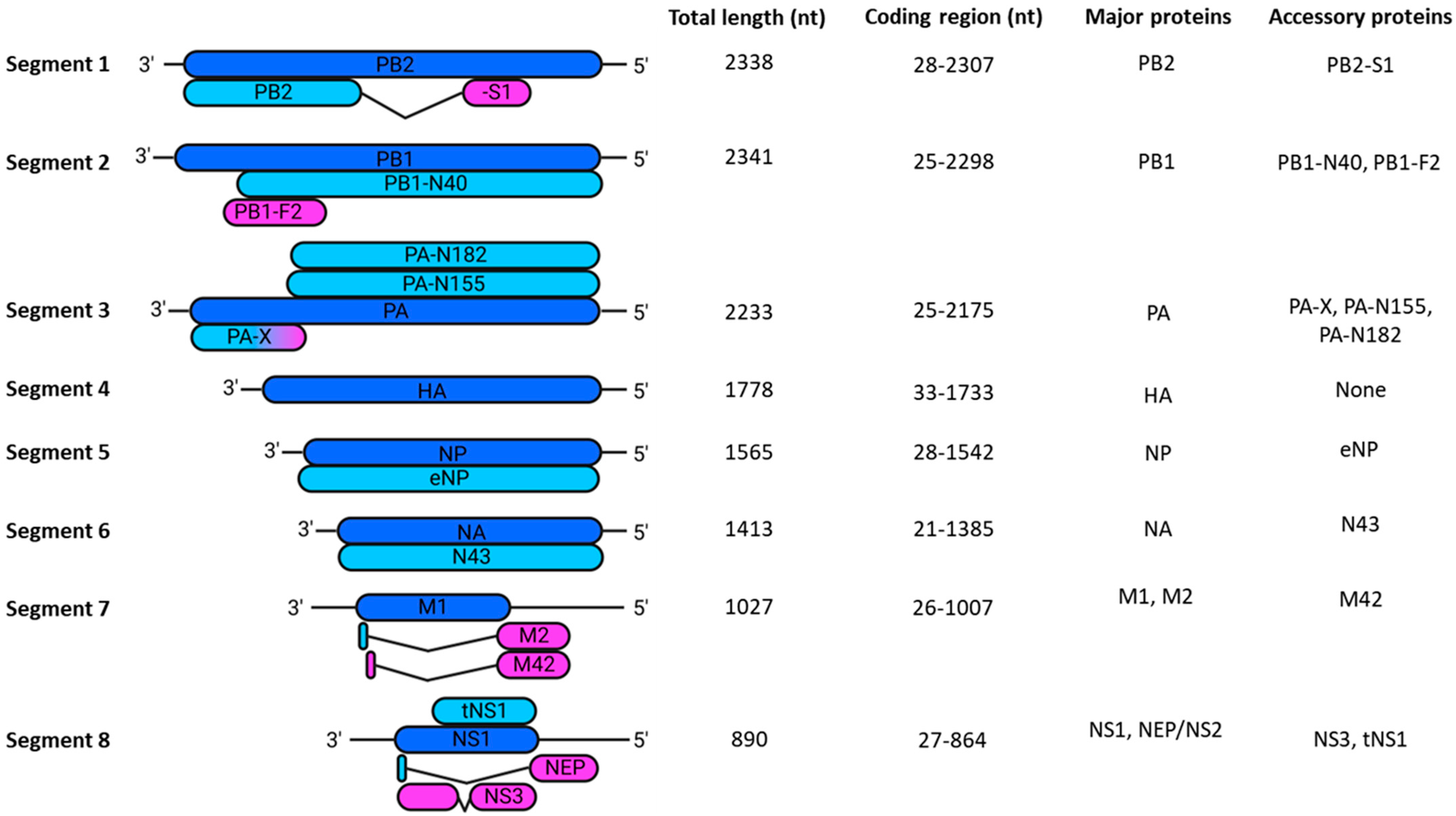 Viruses 16 00316 g002