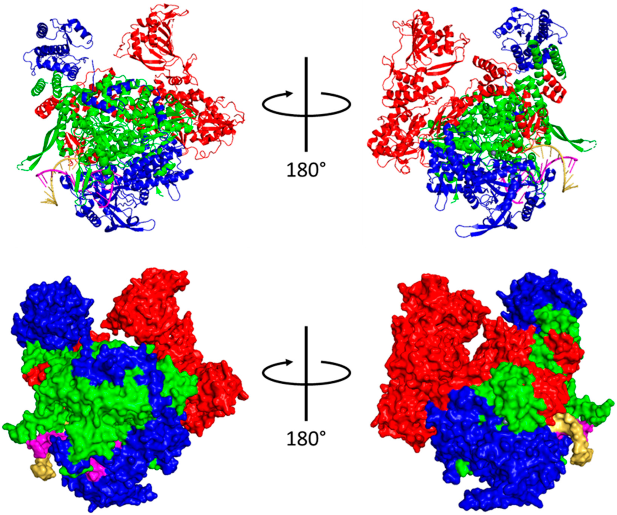 Viruses 16 00316 g004