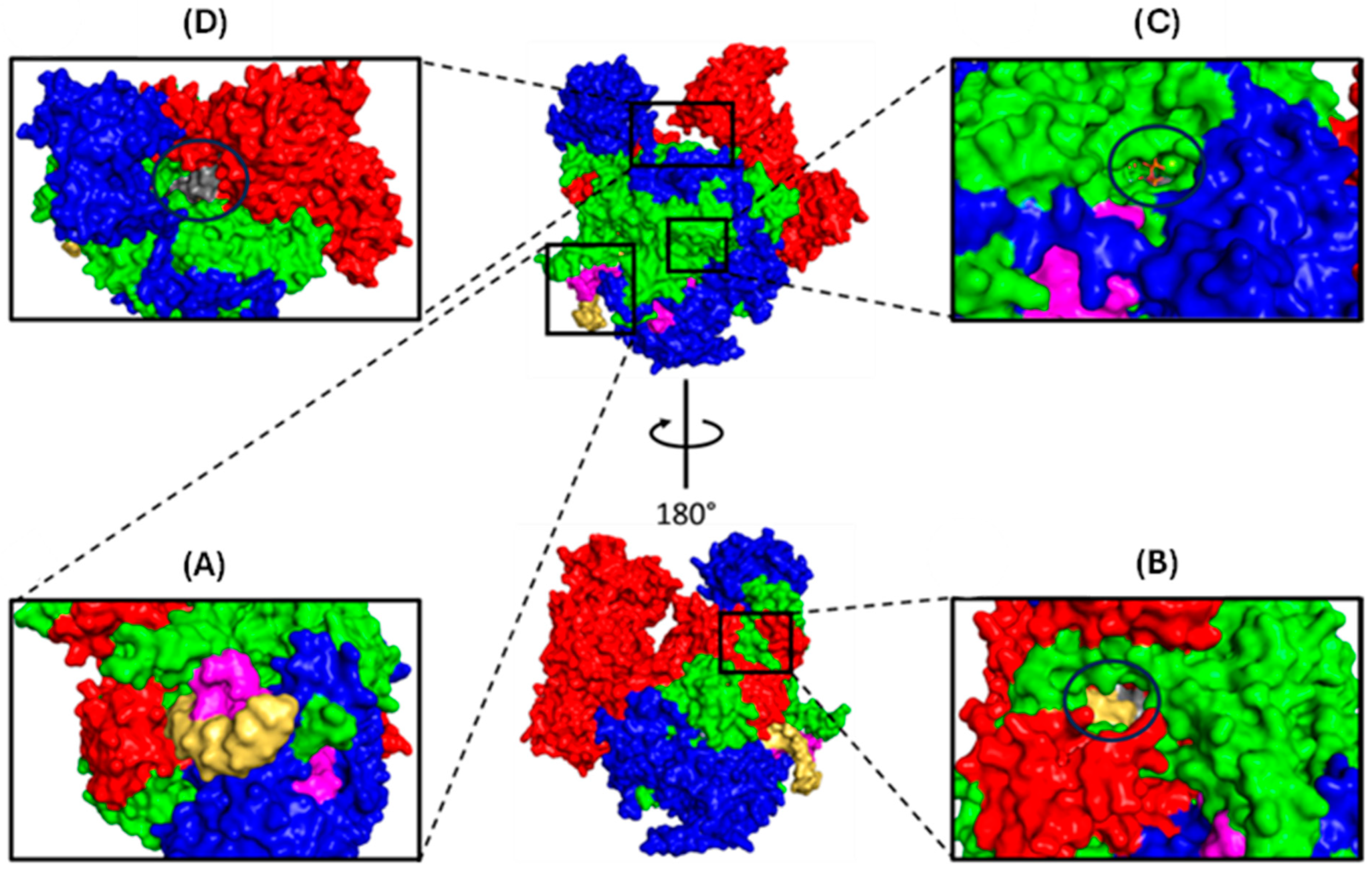 Viruses 16 00316 g005