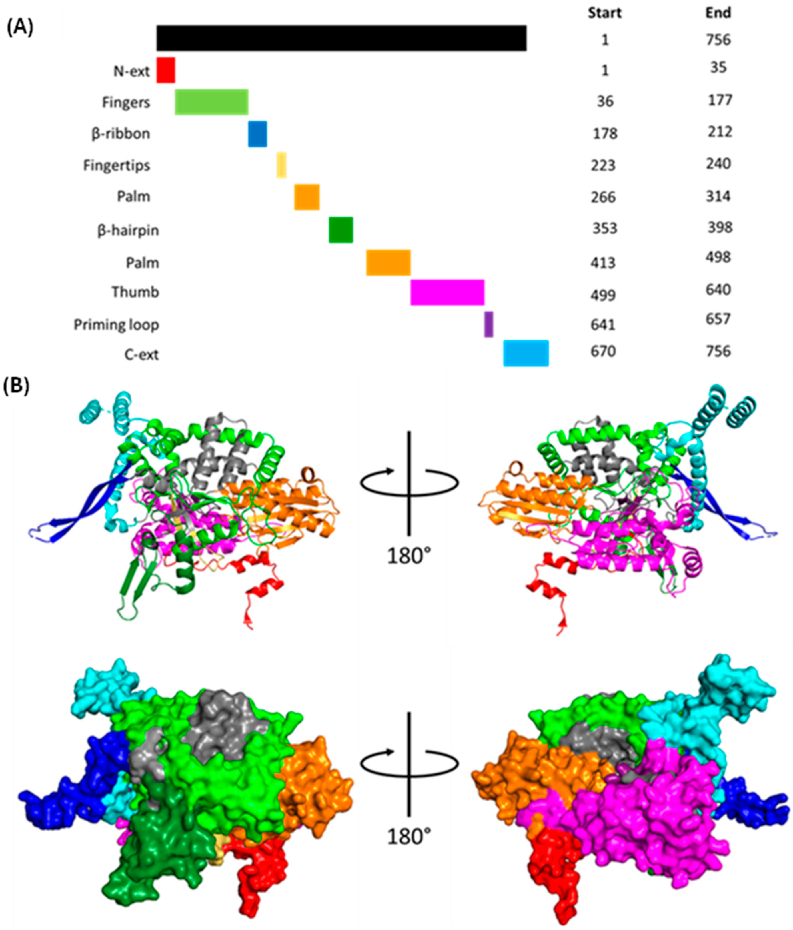 Viruses 16 00316 g007