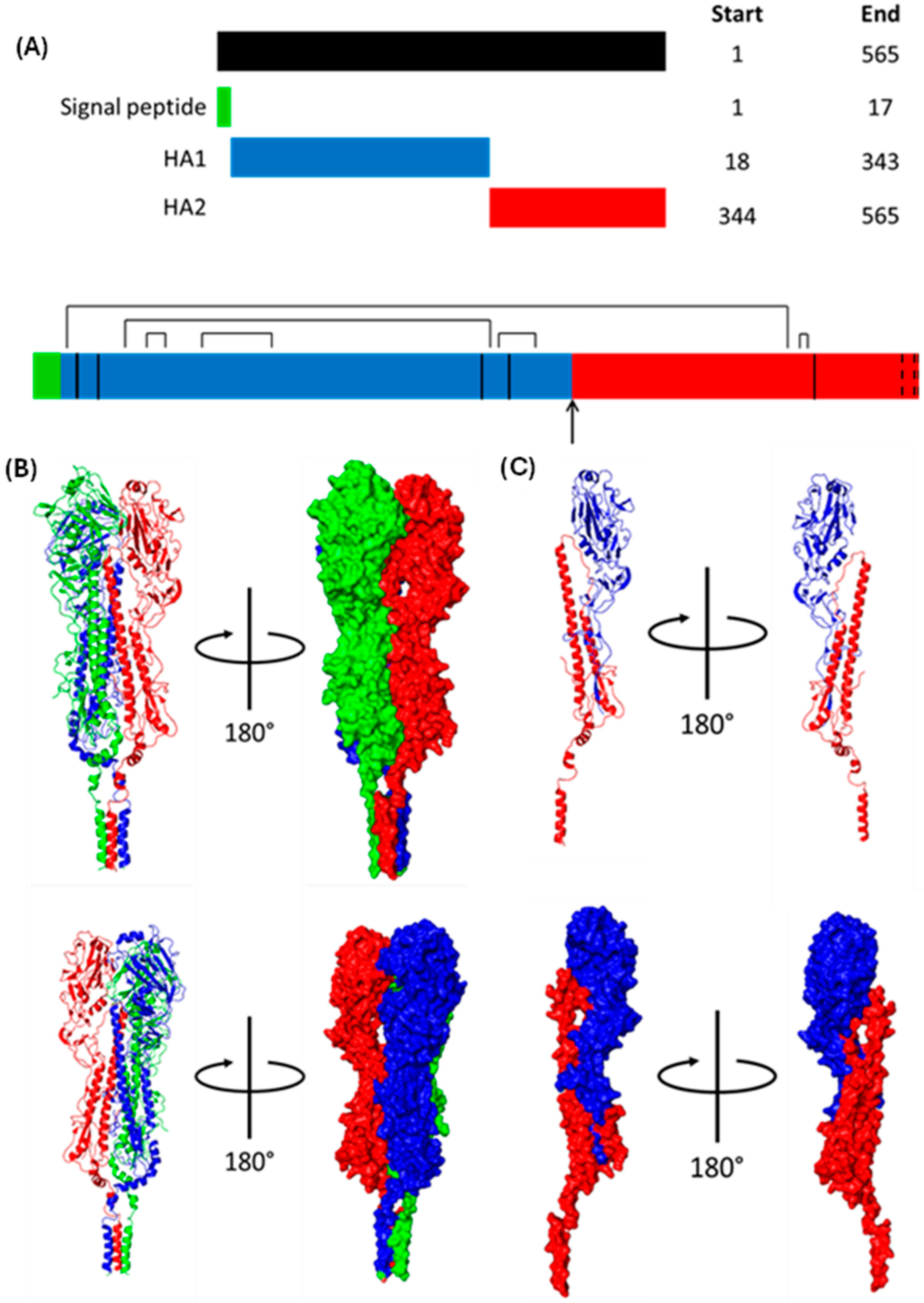 Viruses 16 00316 g010