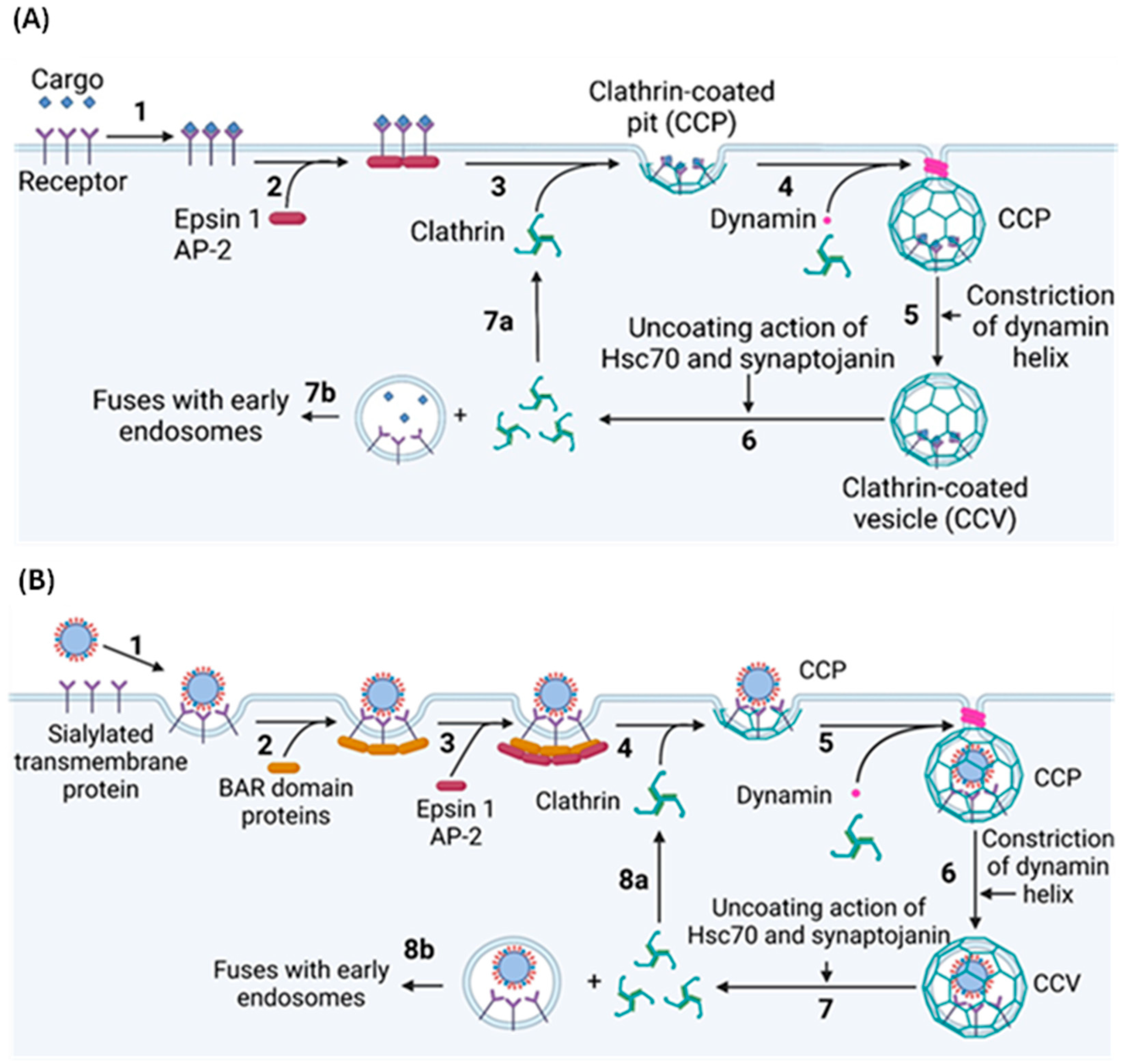 Viruses 16 00316 g015