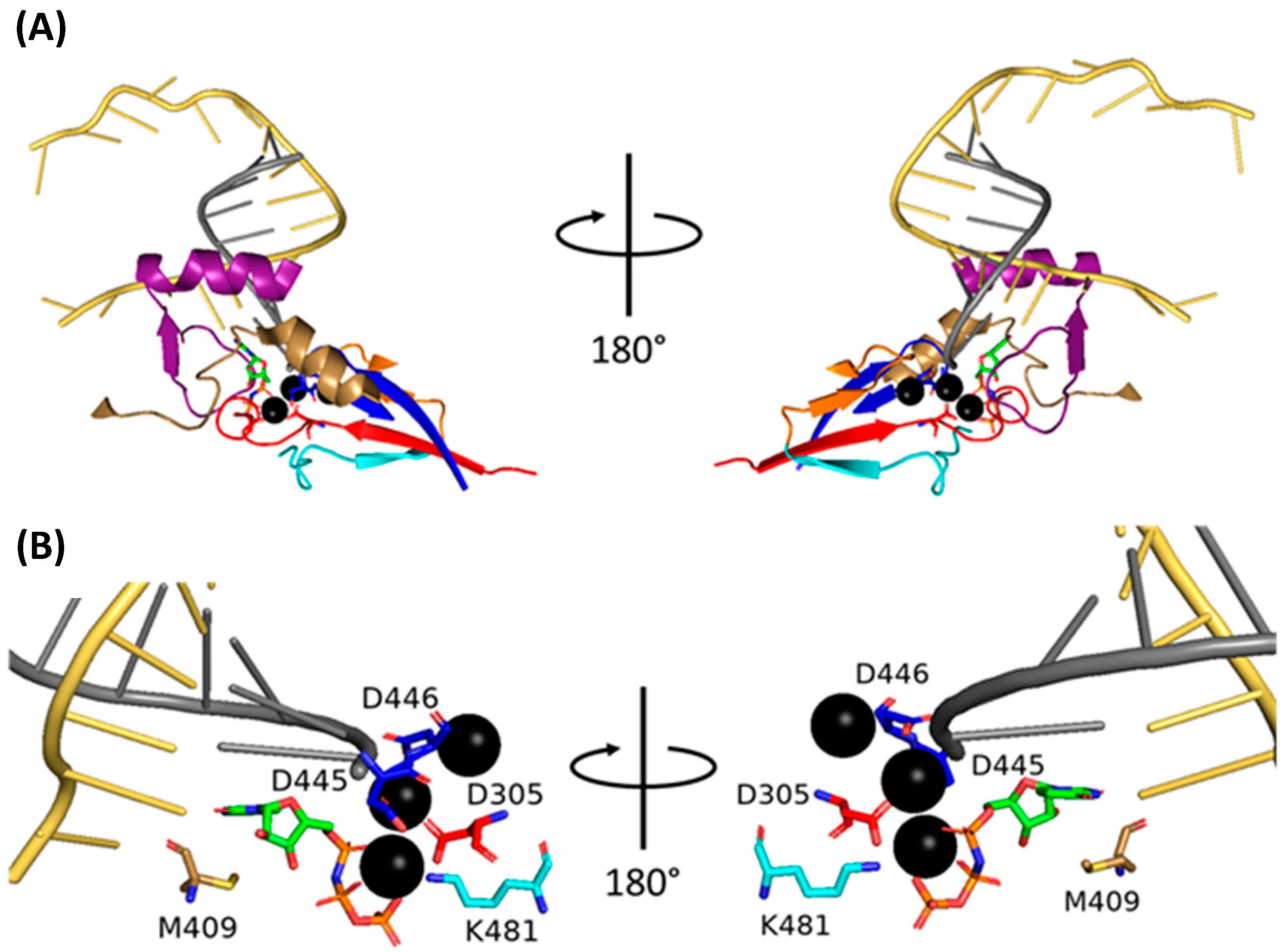 Viruses 16 00316 g019