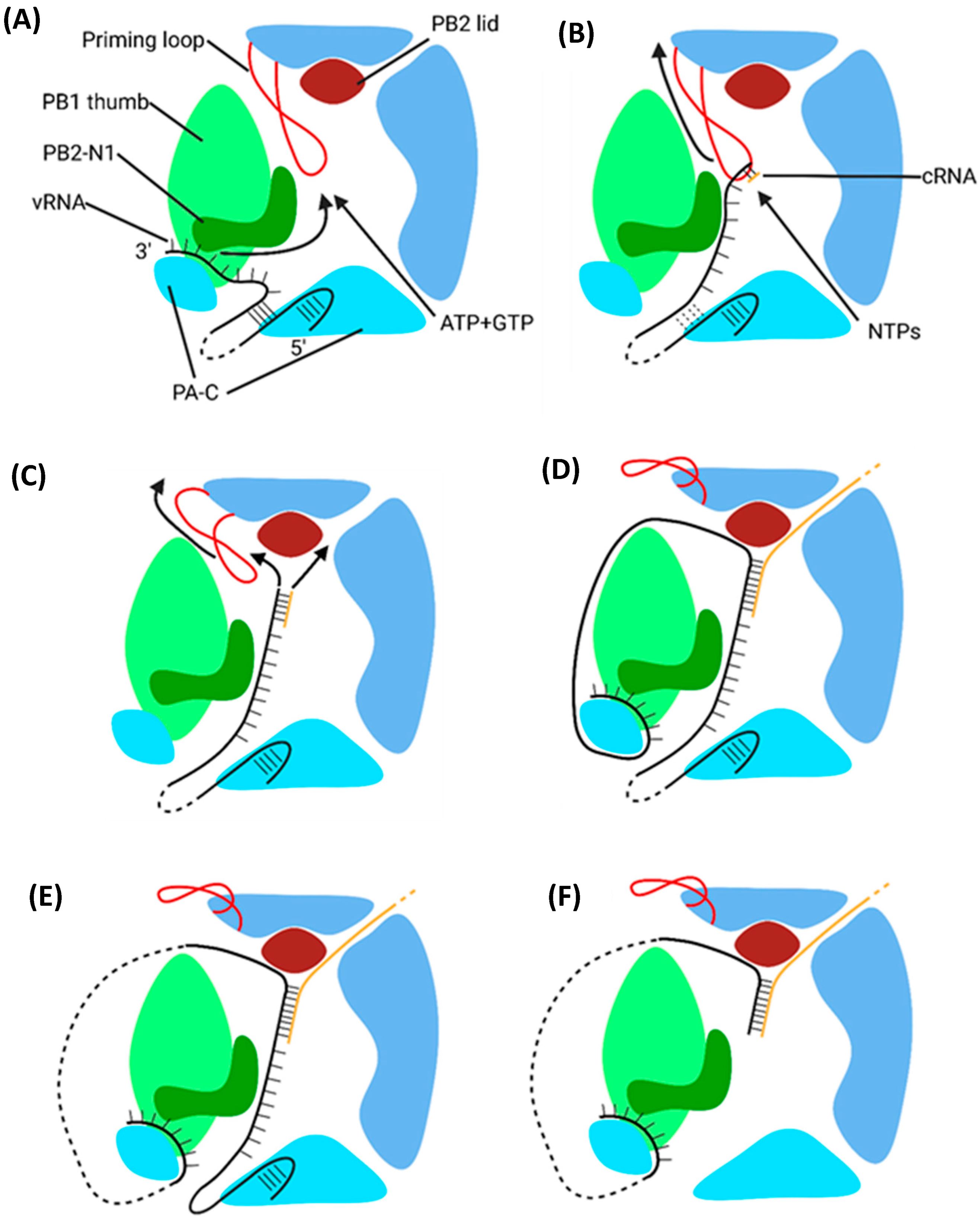 Viruses 16 00316 g022