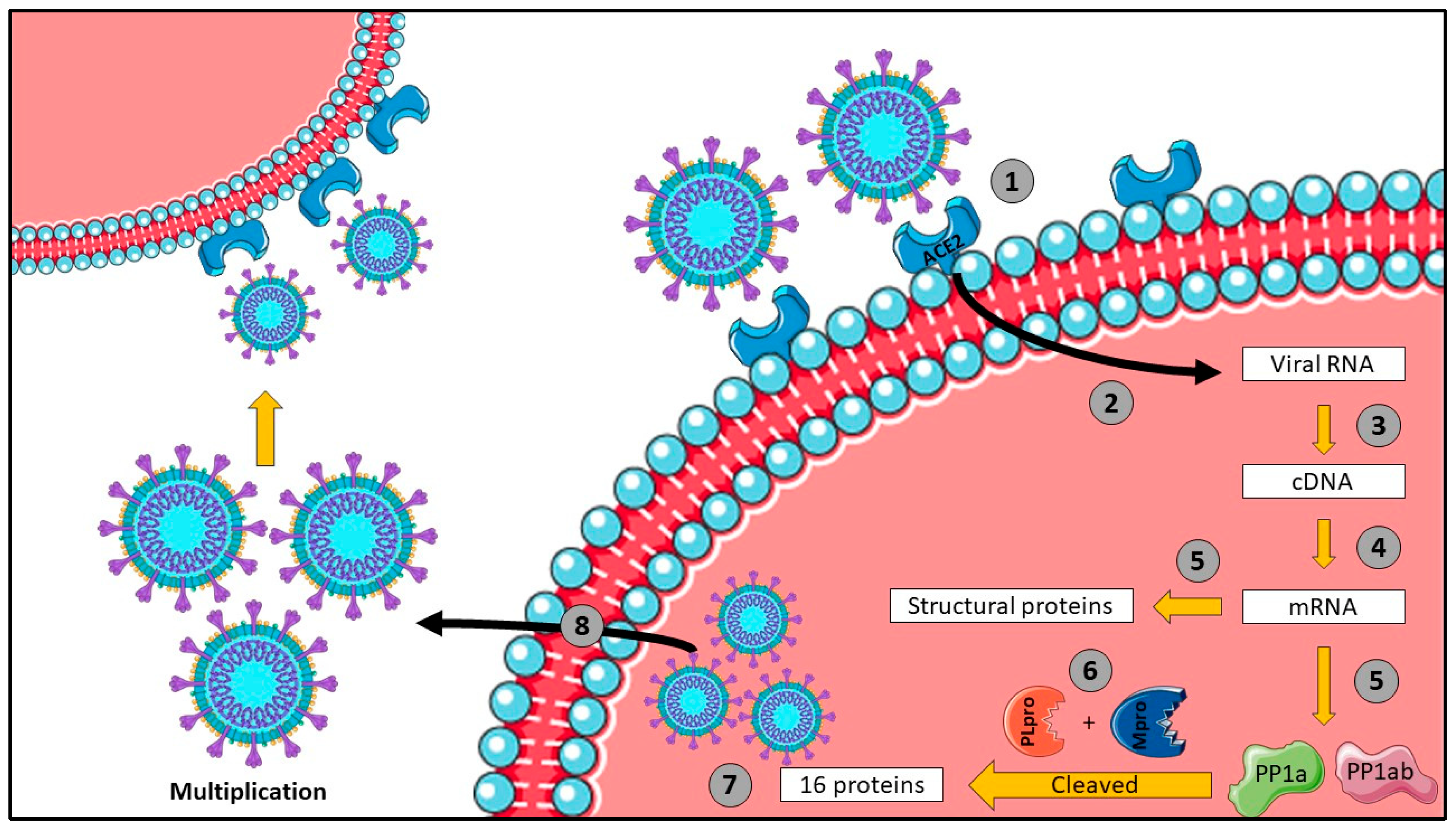 Viruses 16 00320 g001 Viruses 16 00320 g001