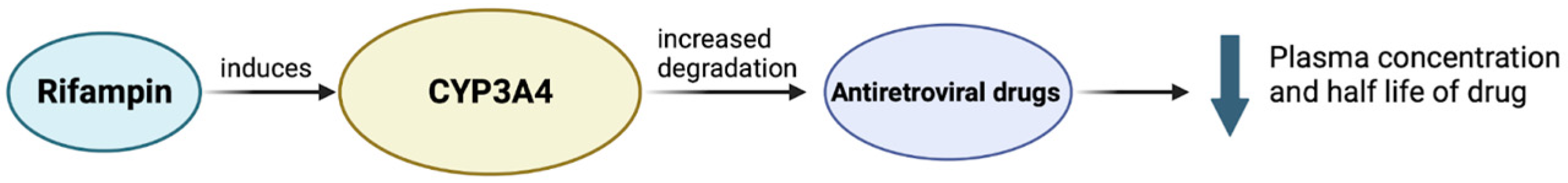 Viruses 16 00321 g003