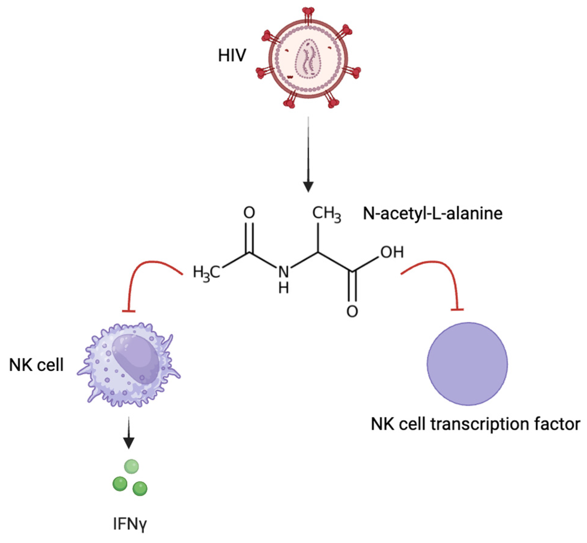 Viruses 16 00321 g004