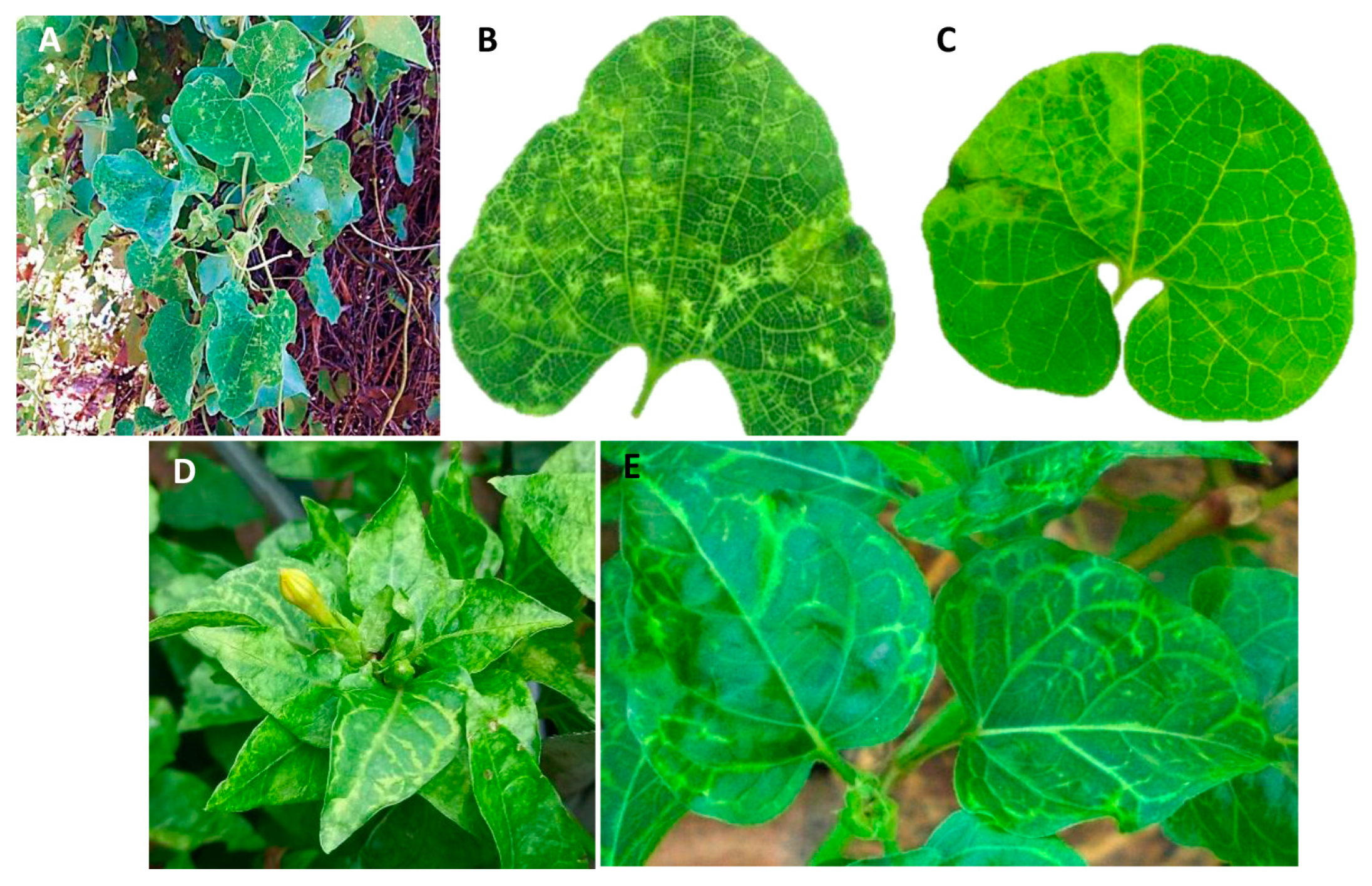 Viruses 16 00322 g001