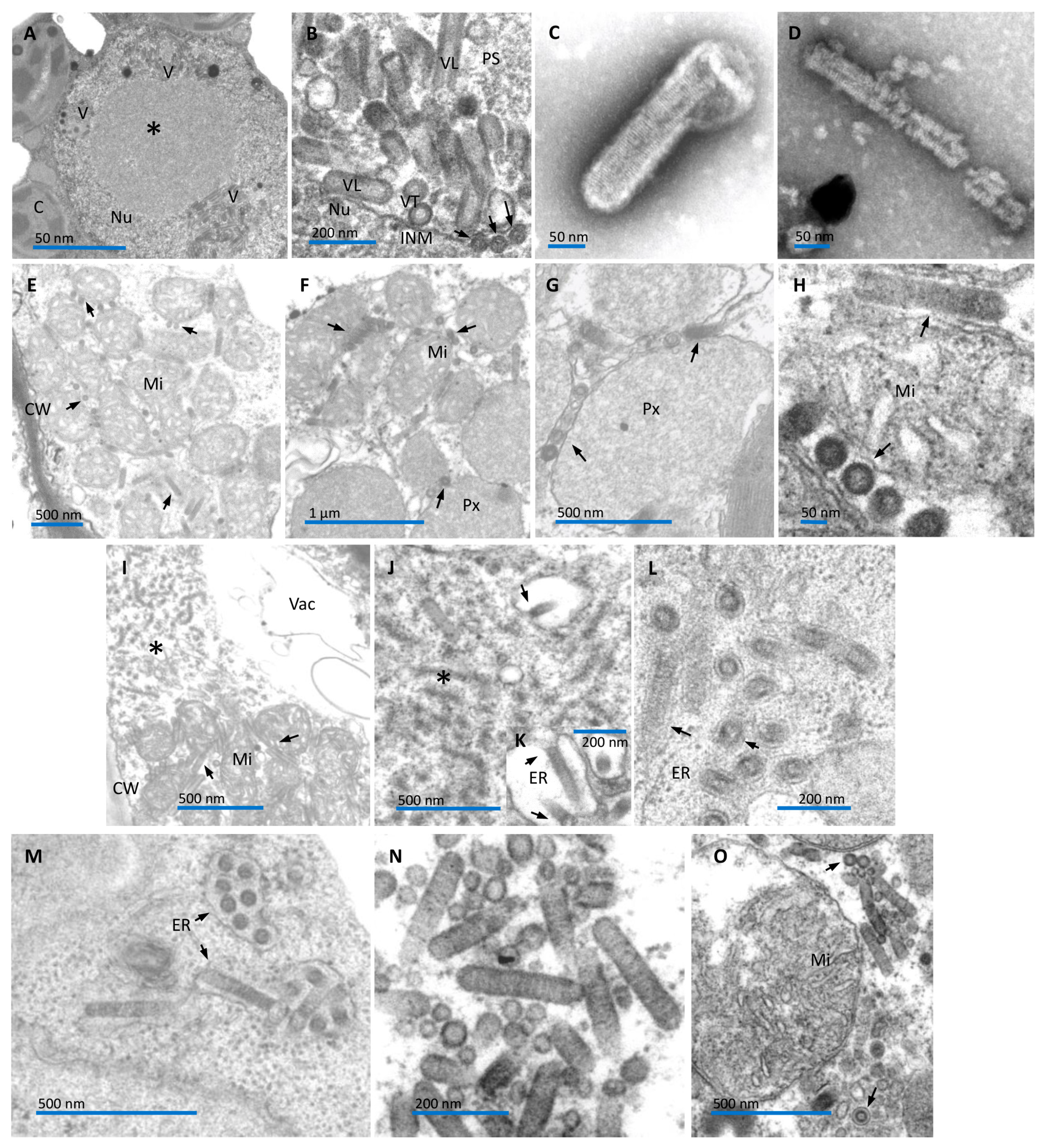 Viruses 16 00322 g002