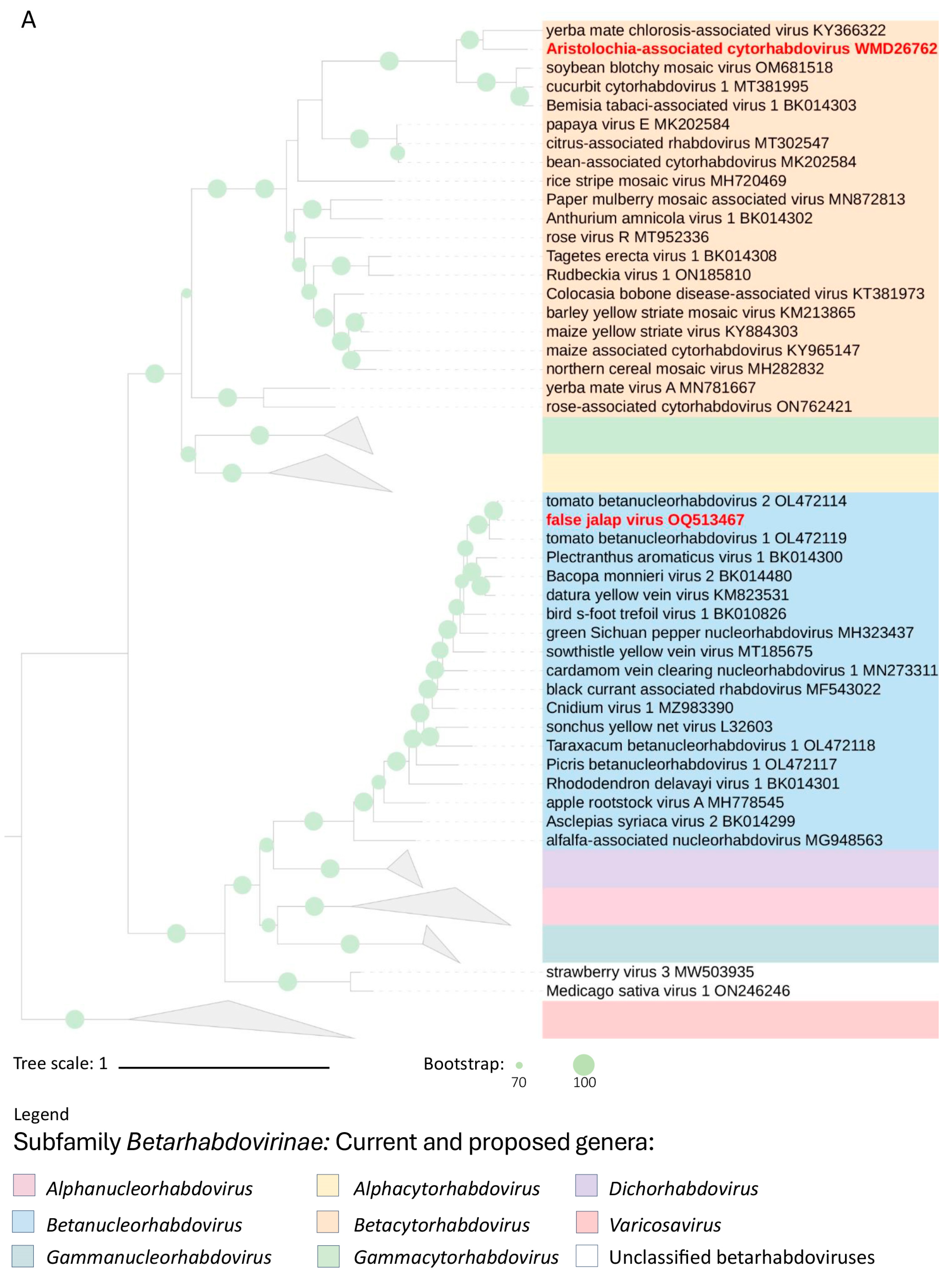 Viruses 16 00322 g004a