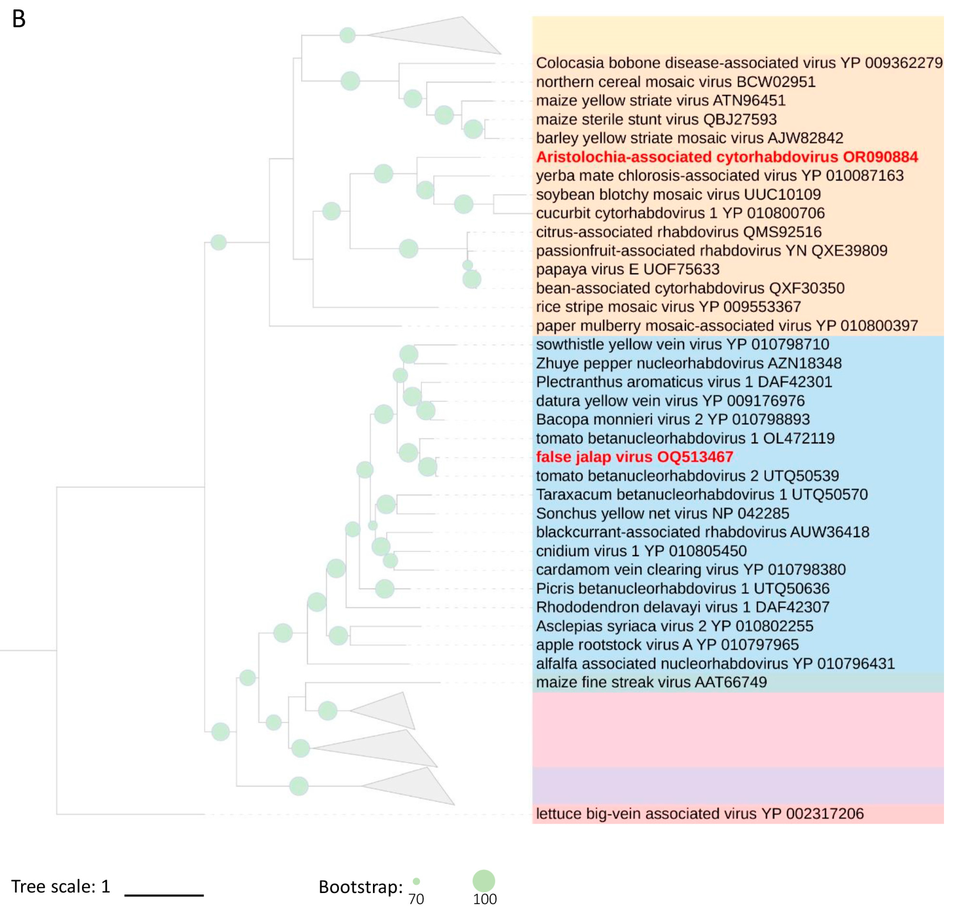 Viruses 16 00322 g004b