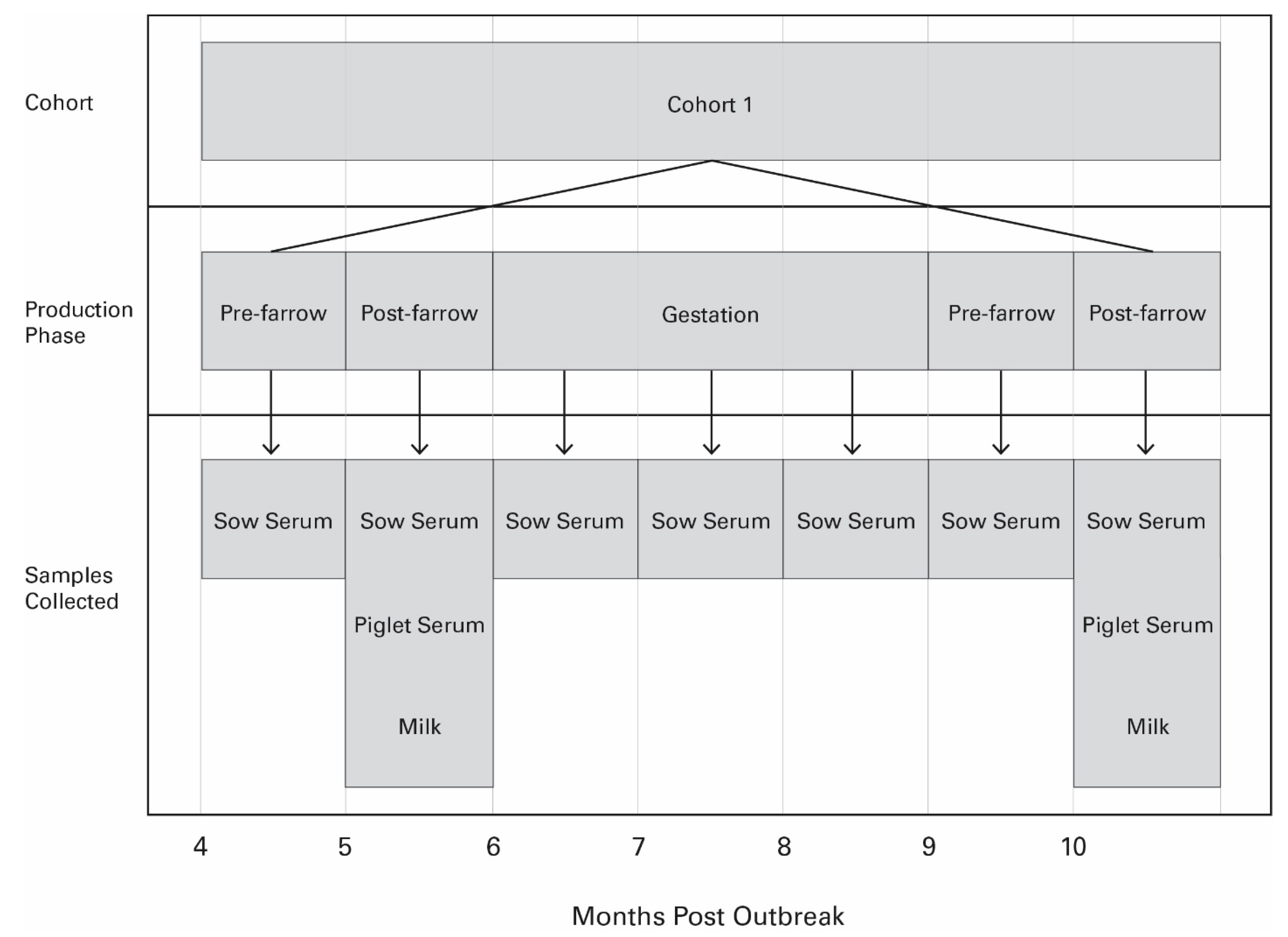 Viruses 16 00324 g001