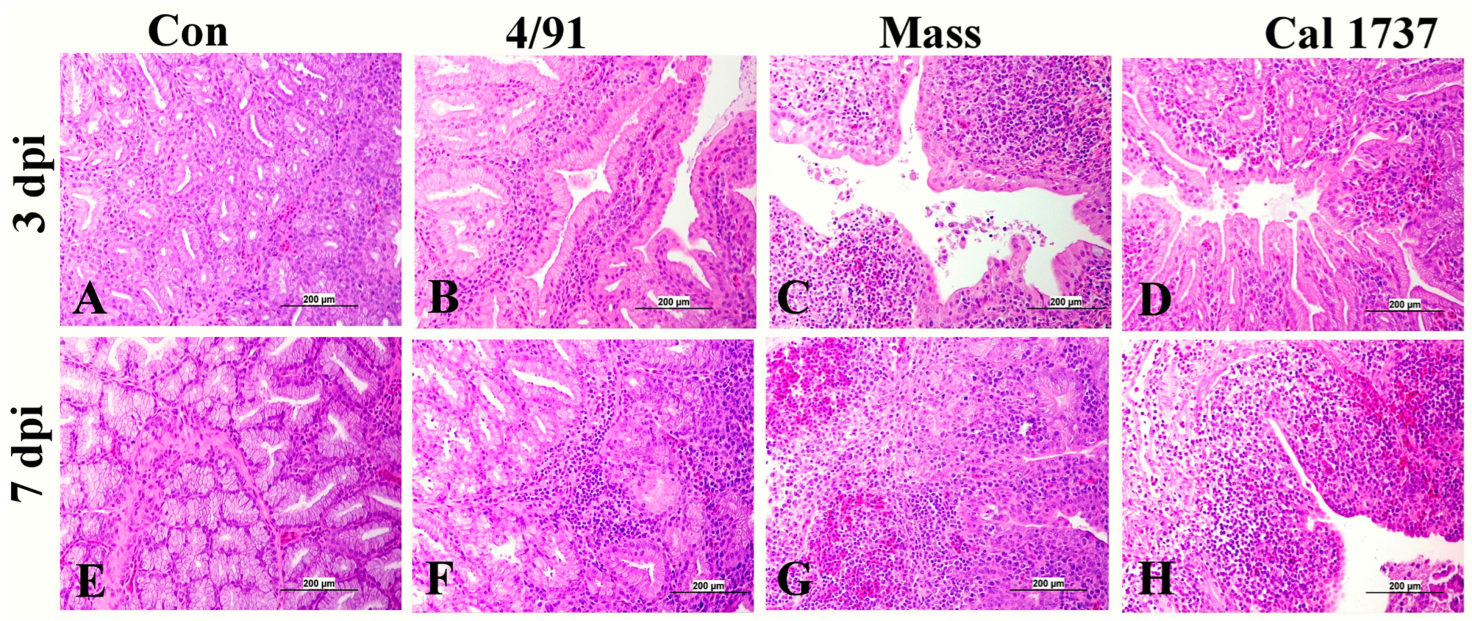 Viruses 16 00326 g003 Viruses 16 00326 g003