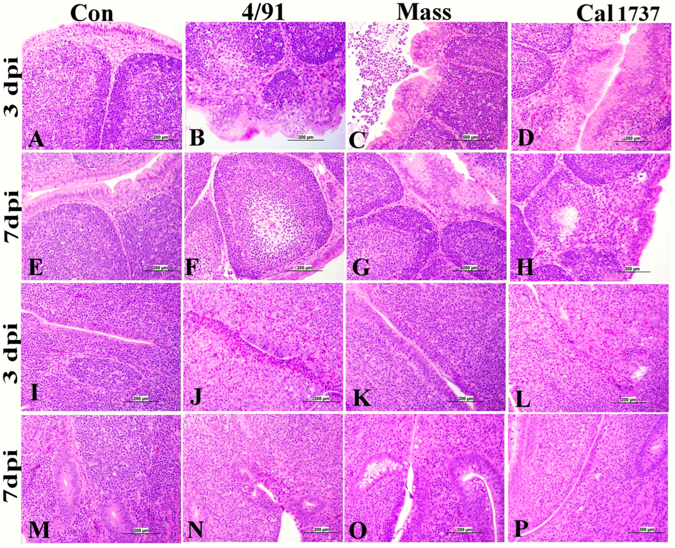 Viruses 16 00326 g004 Viruses 16 00326 g004