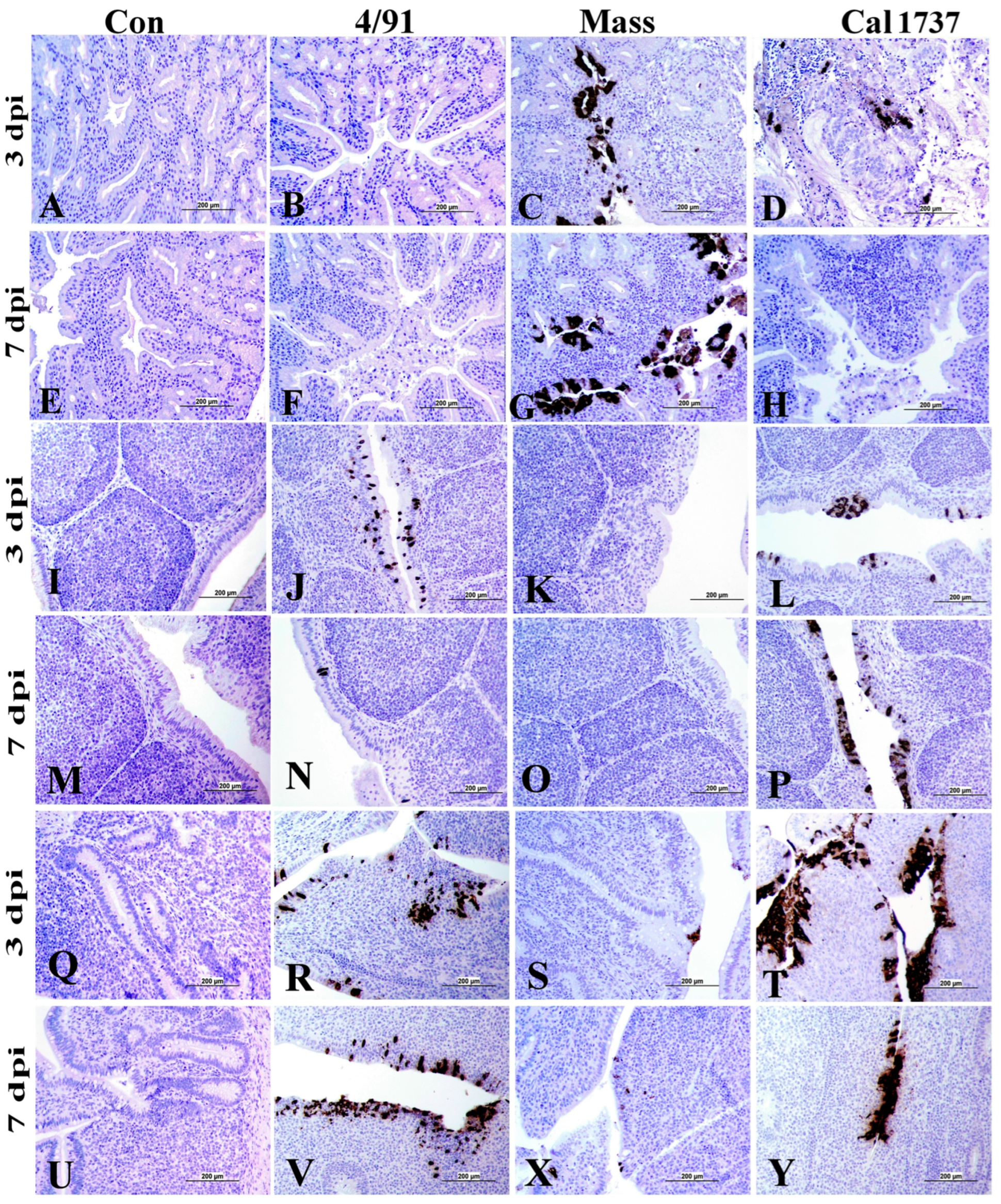 Viruses 16 00326 g006 Viruses 16 00326 g006