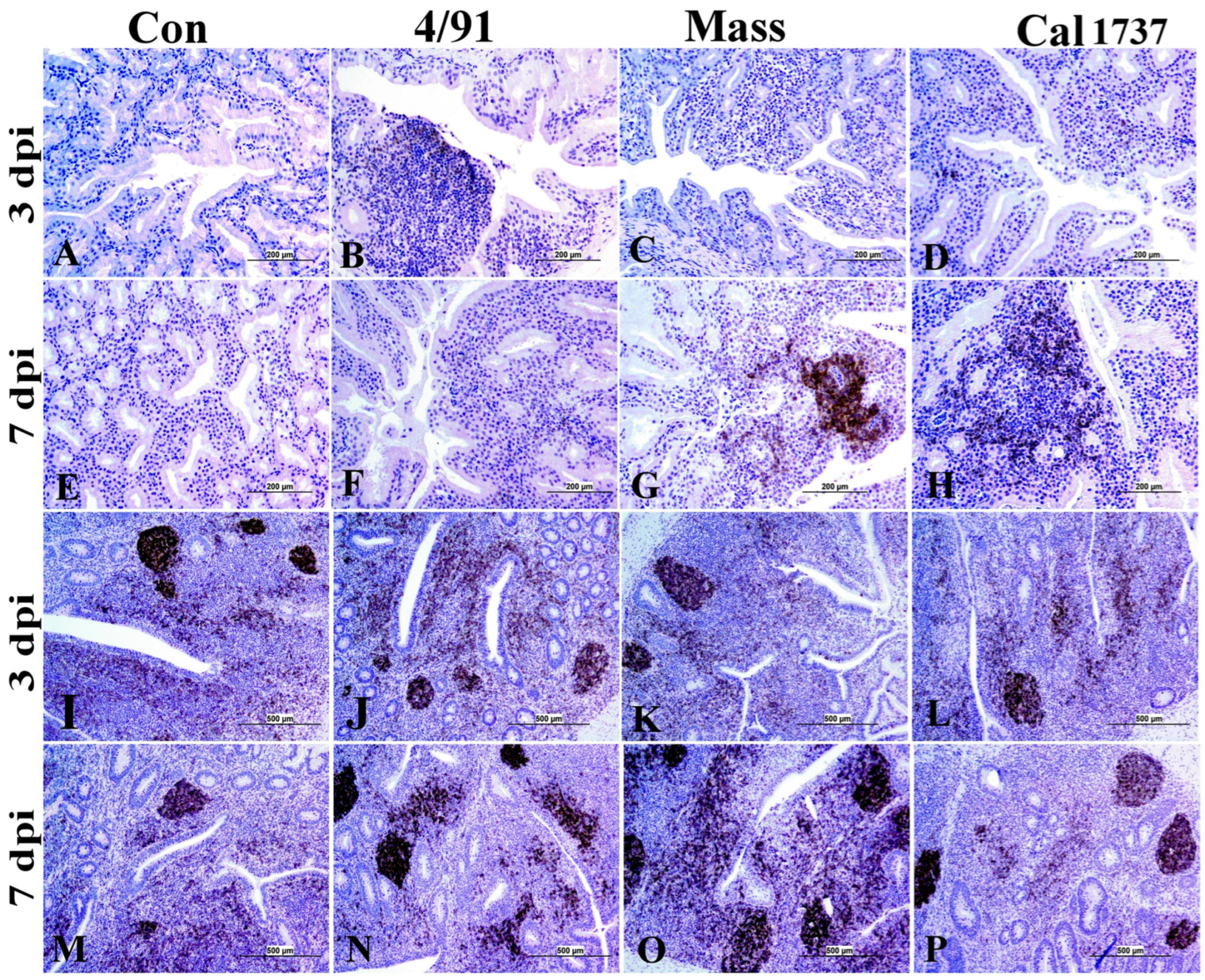 Viruses 16 00326 g007 Viruses 16 00326 g007