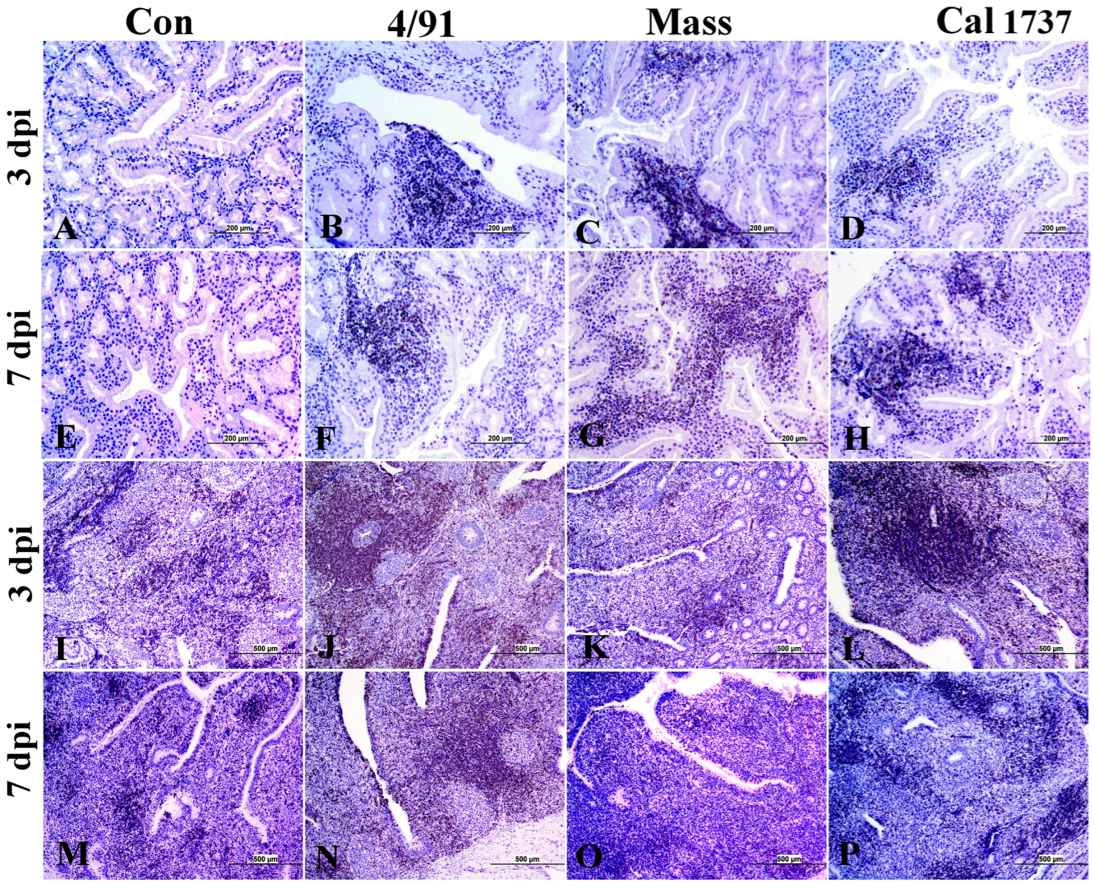 Viruses 16 00326 g009 Viruses 16 00326 g009