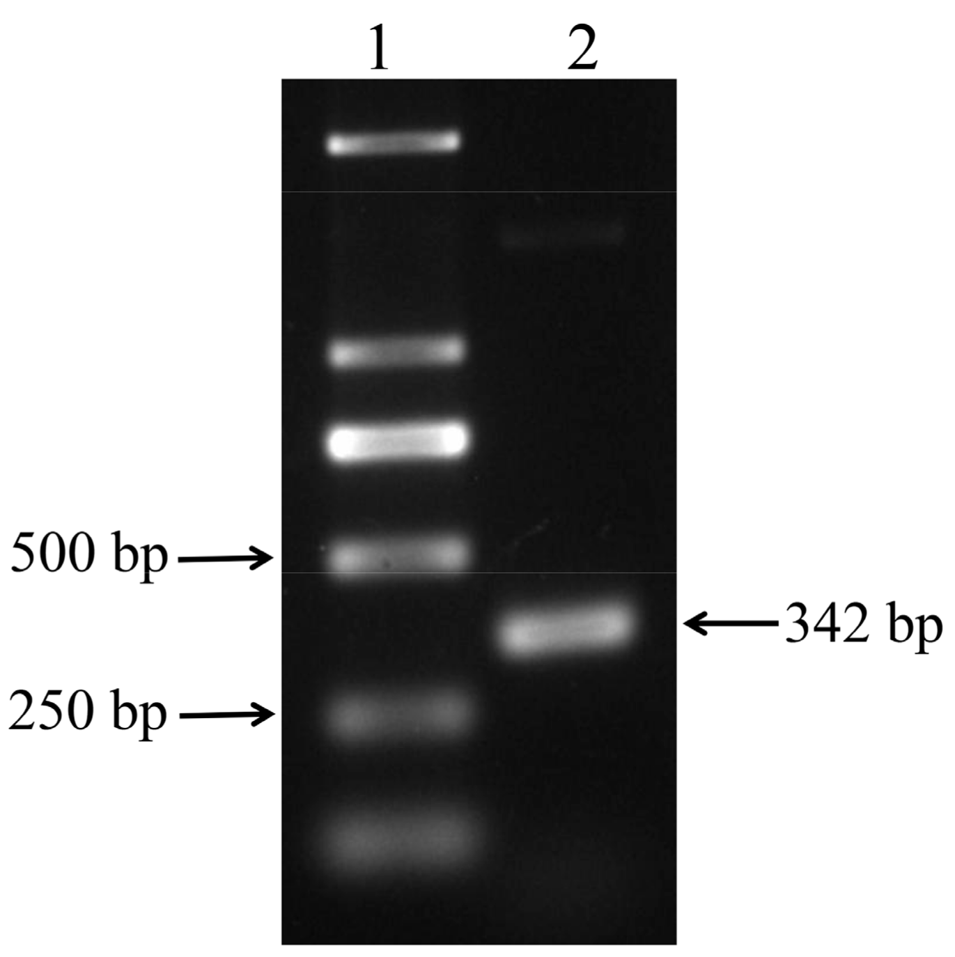 Viruses 16 00330 g001