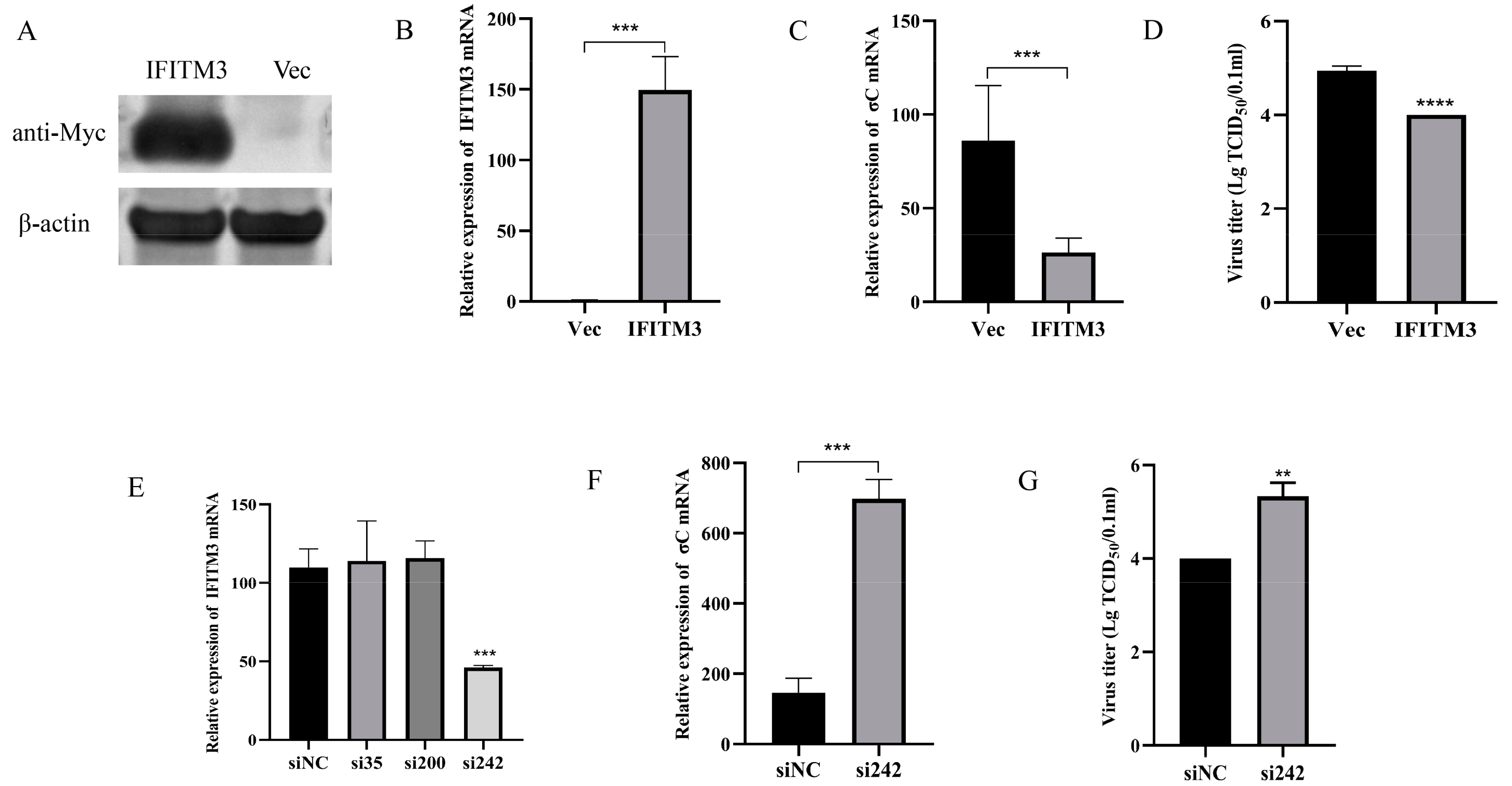 Viruses 16 00330 g006