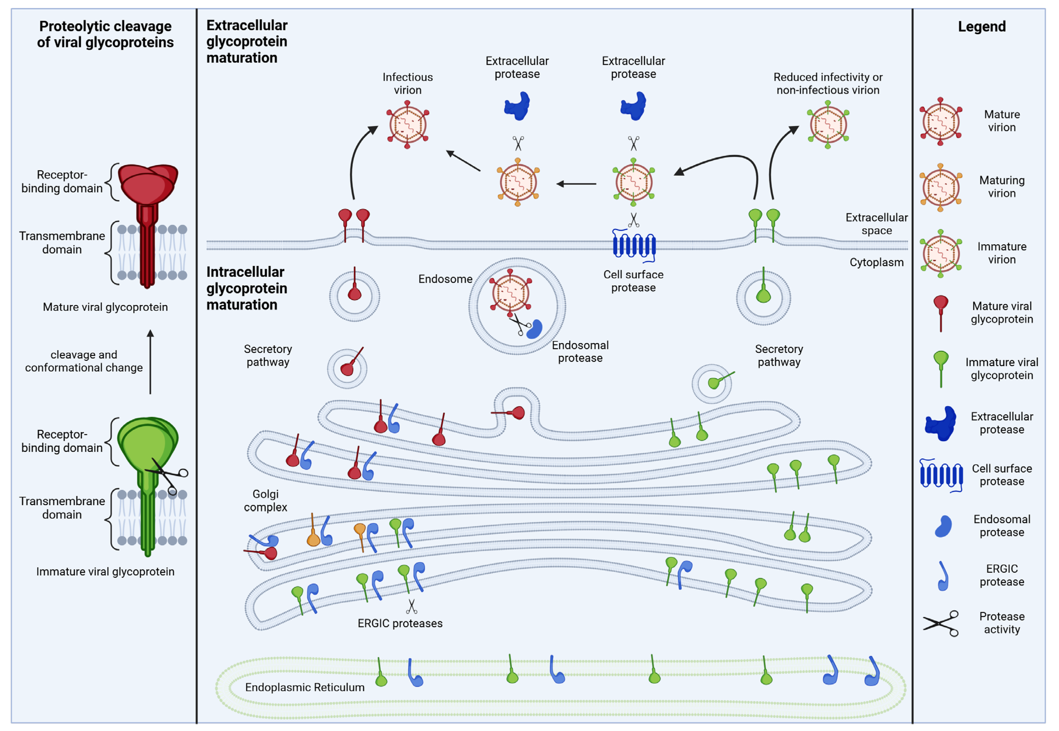 Viruses 16 00332 g001 Viruses 16 00332 g001