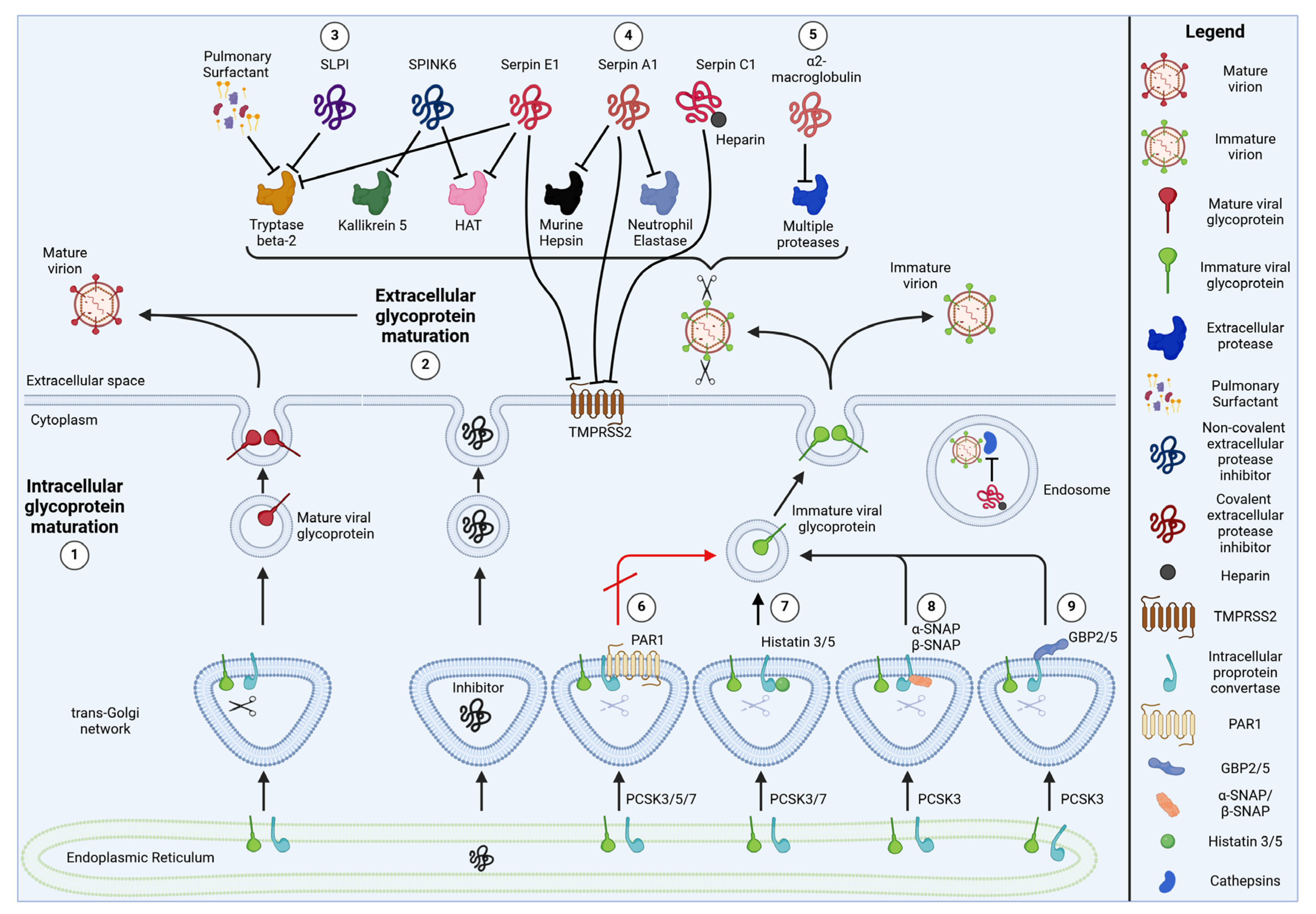 Viruses 16 00332 g002 Viruses 16 00332 g002