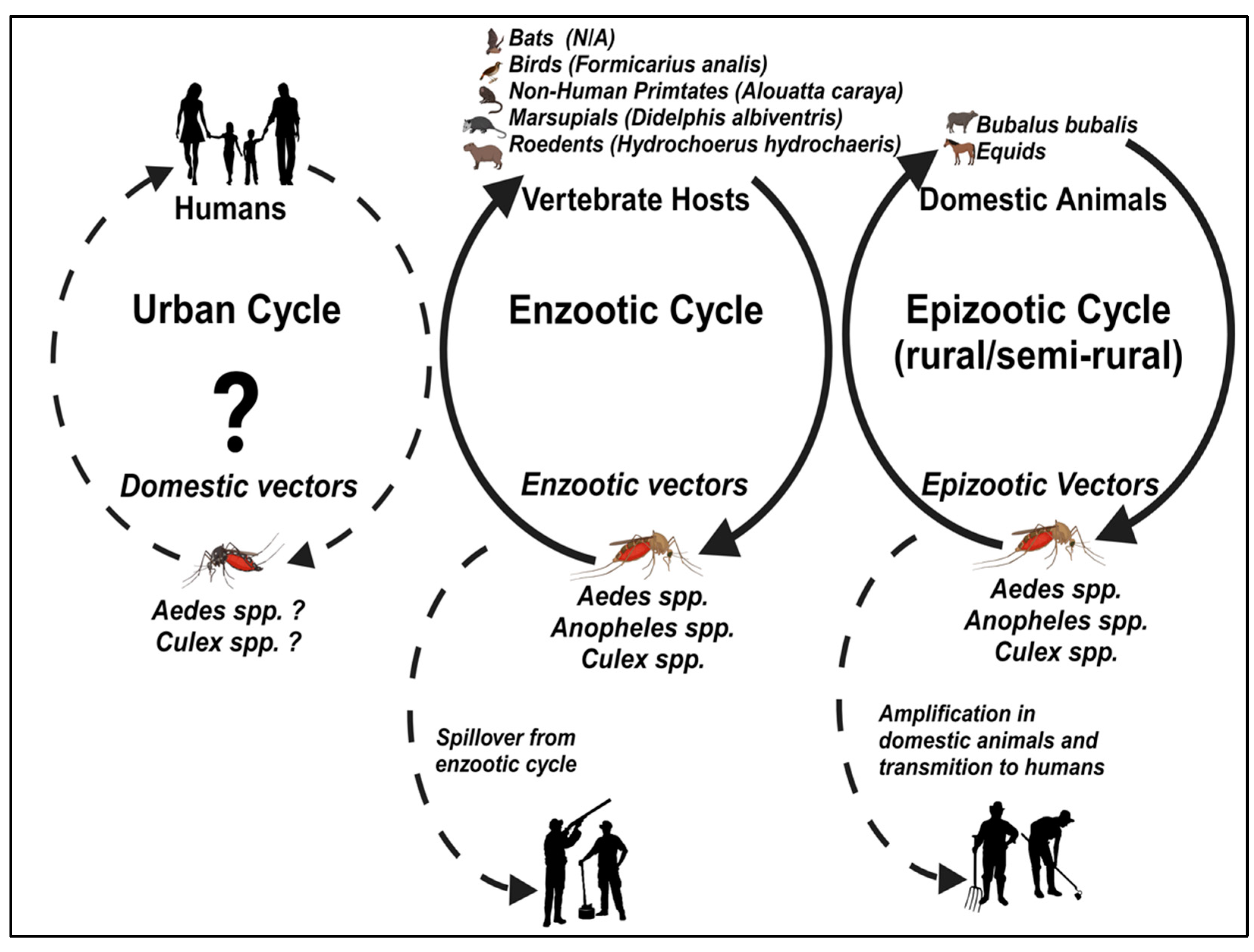 Viruses 16 00336 g002 Viruses 16 00336 g002