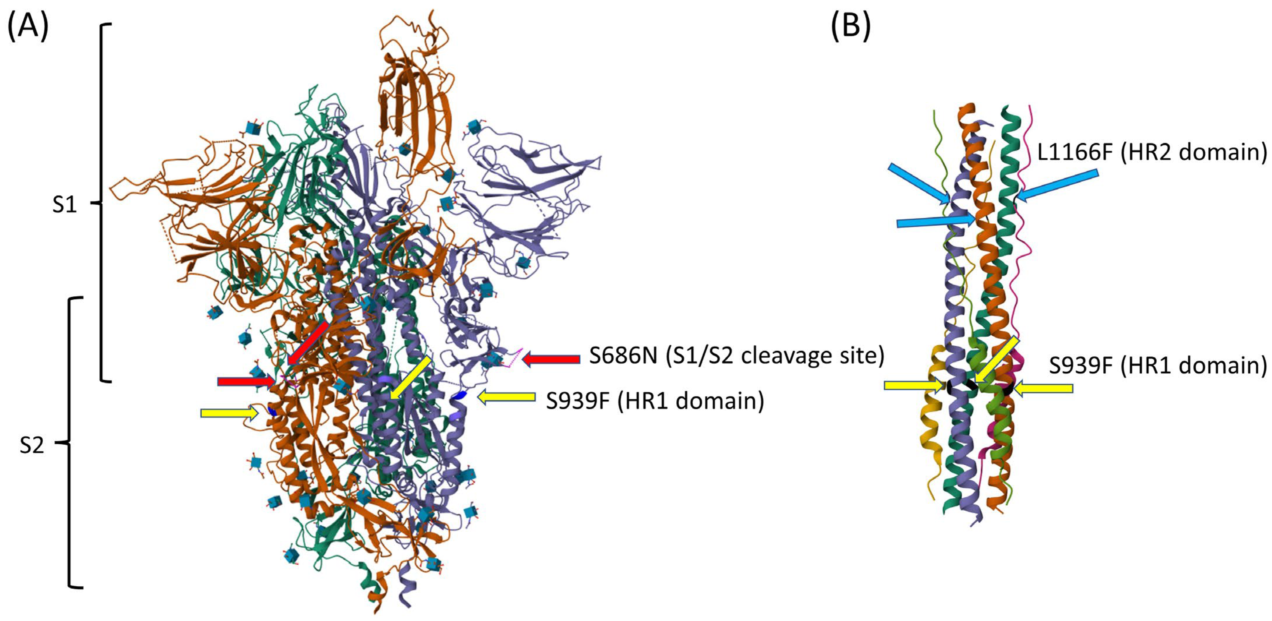 Viruses 16 00337 g003