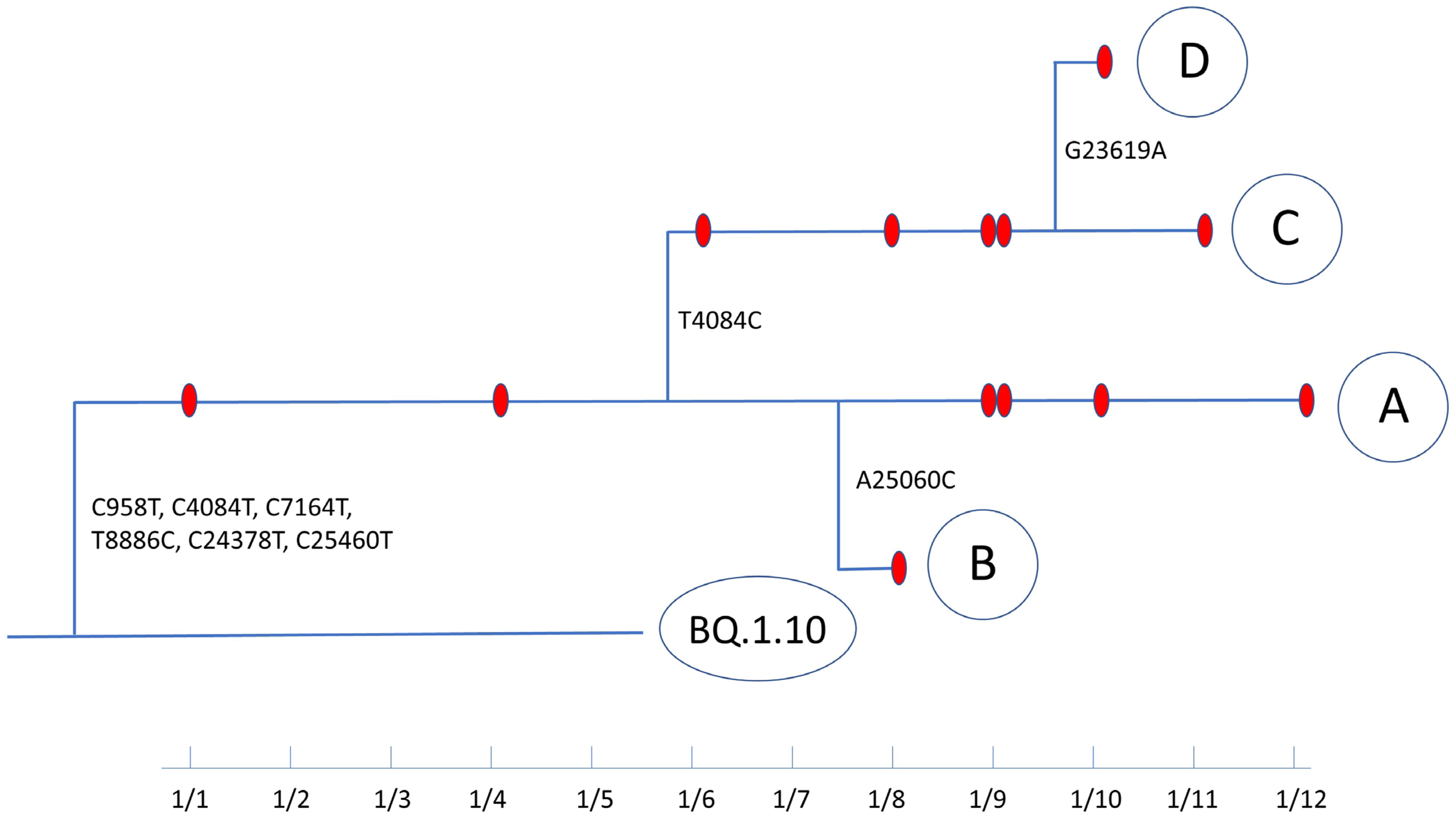 Viruses 16 00337 g004