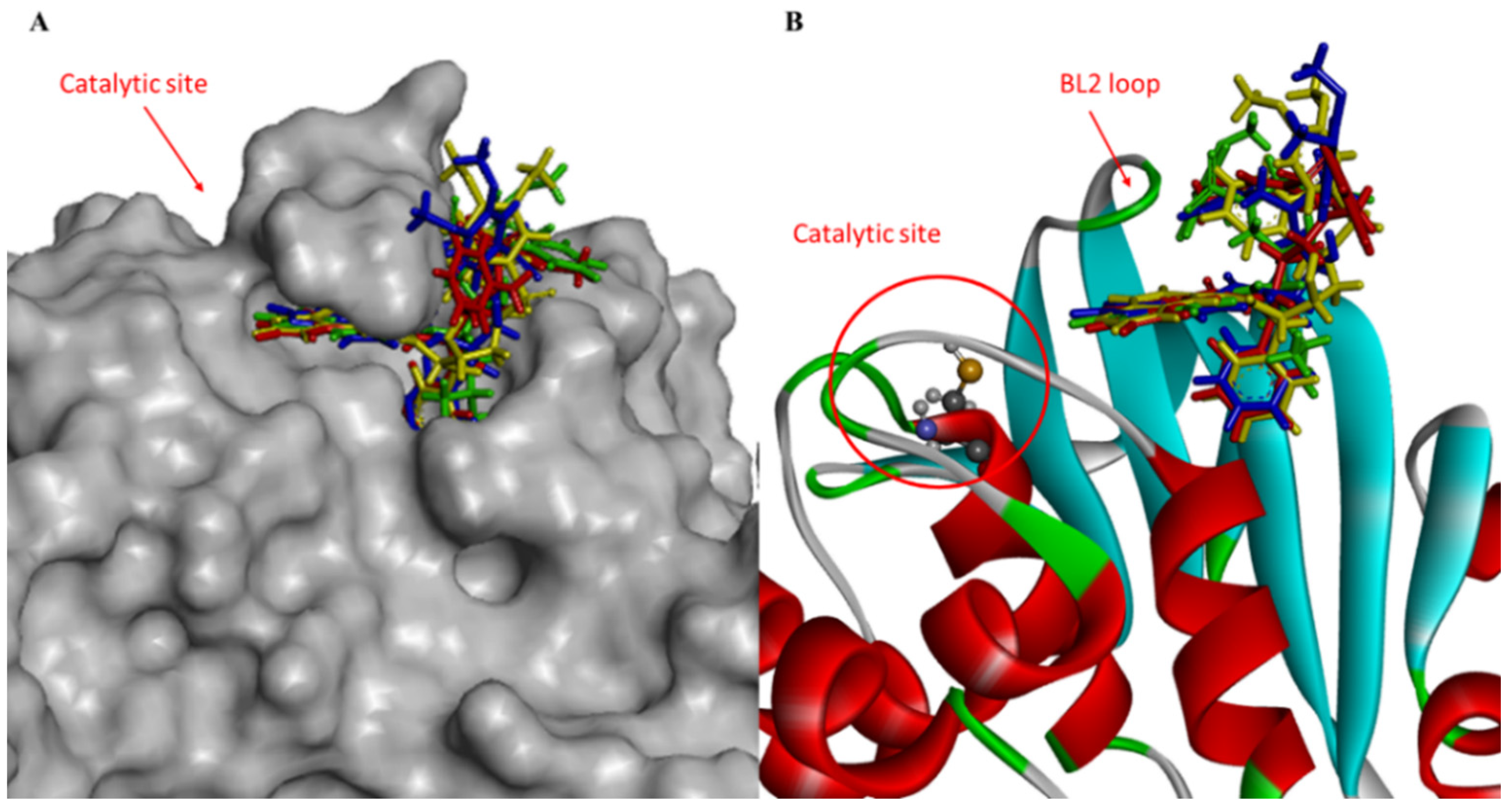 Viruses 16 00338 g002